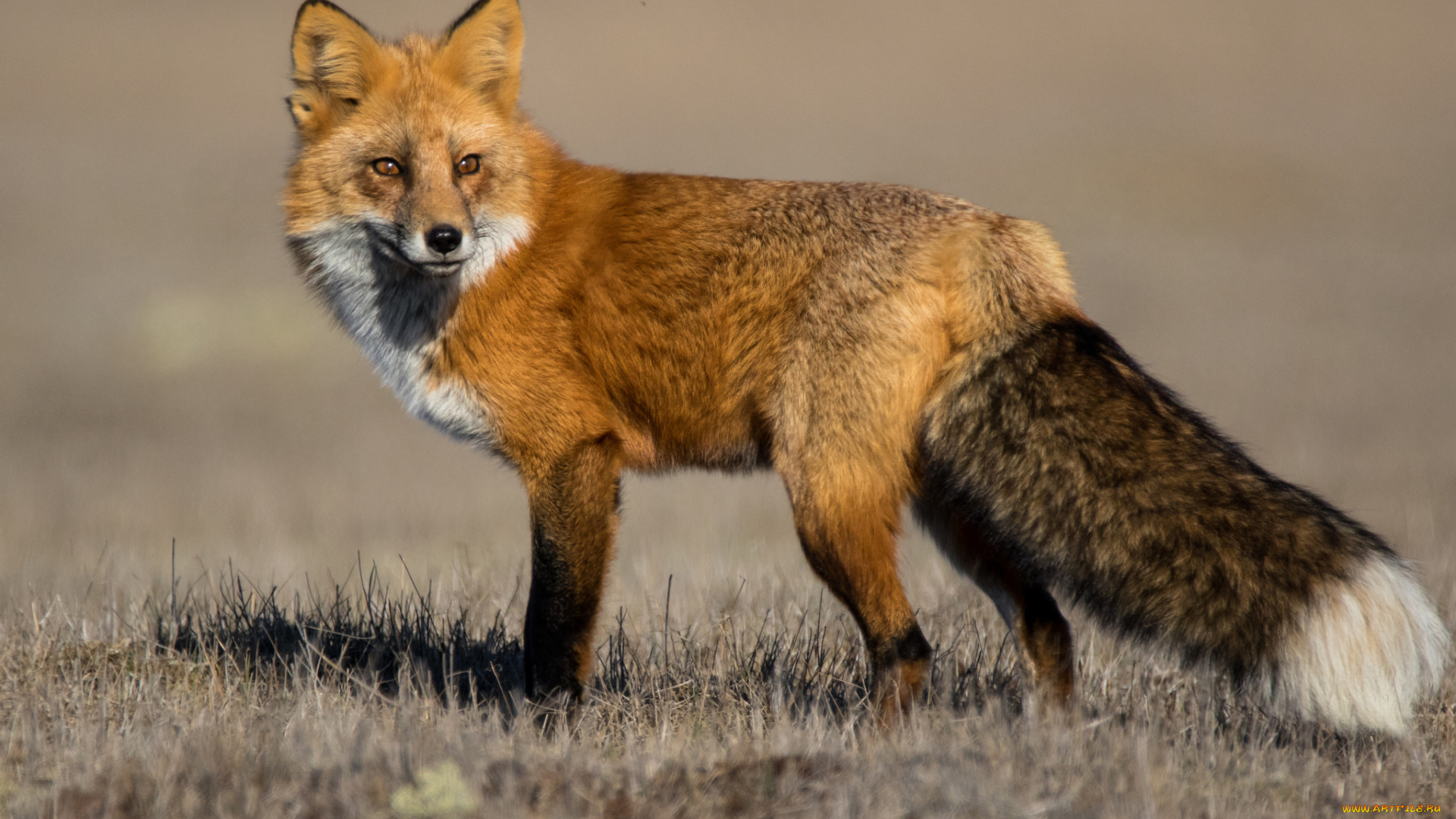 животные, лисы, лисичка