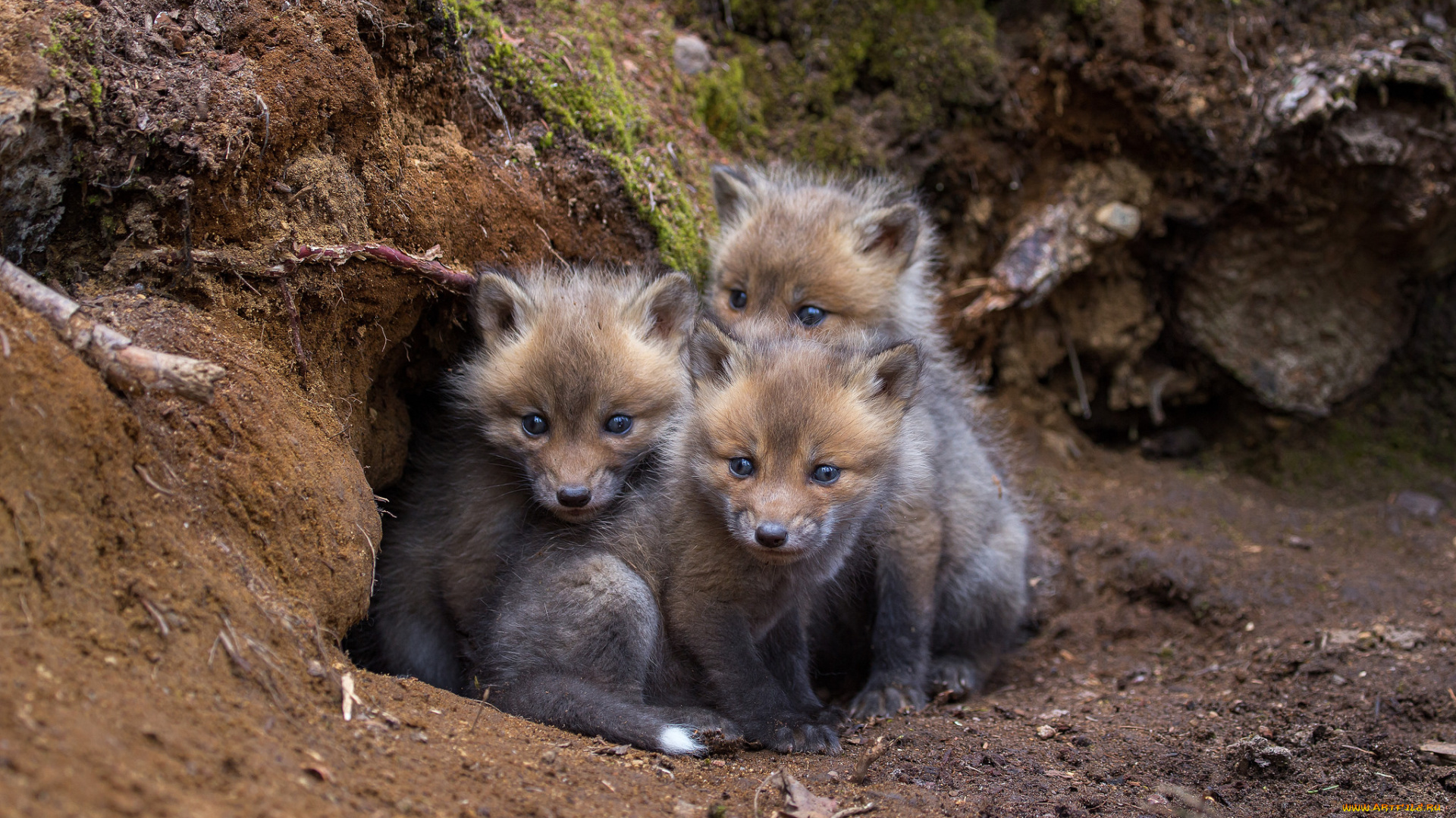 животные, лисы, лисичка