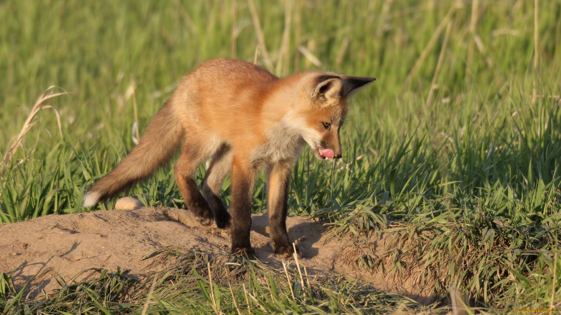 животные, лисы, лисичка