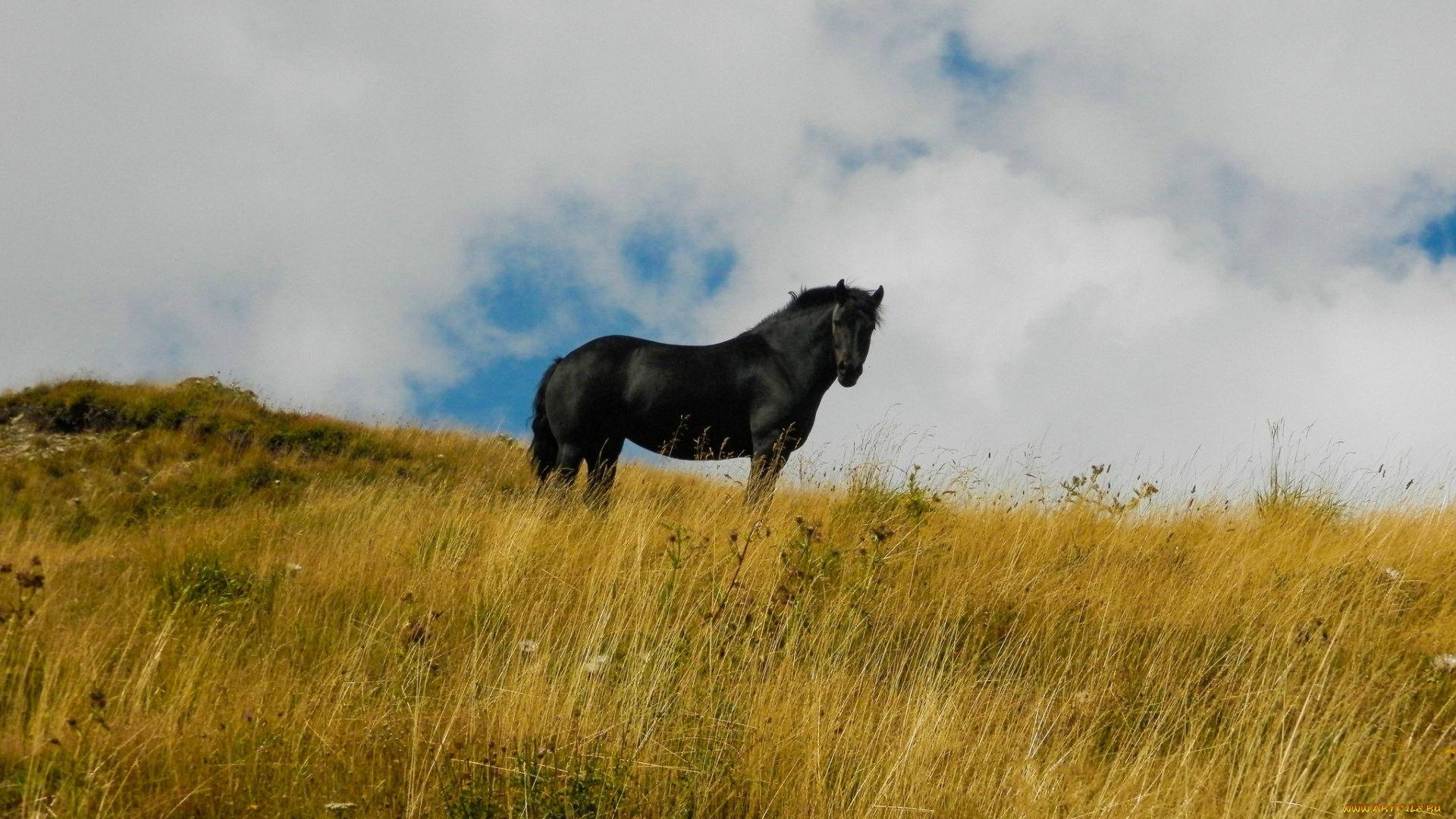 животные, лошади, фон, лошадь