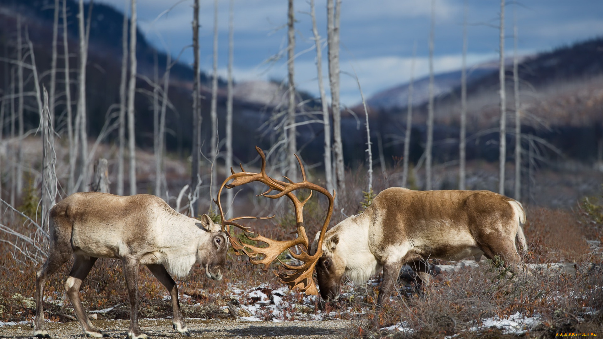 животные, олени