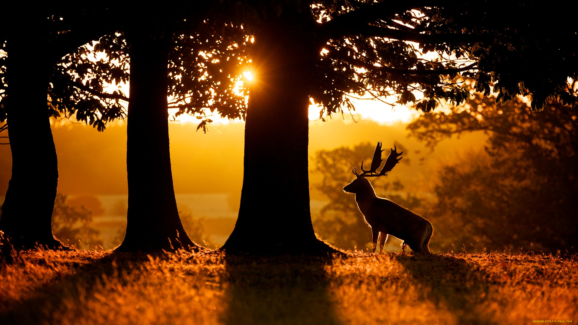 животные, олени, лань, деревья, силуэт, рога