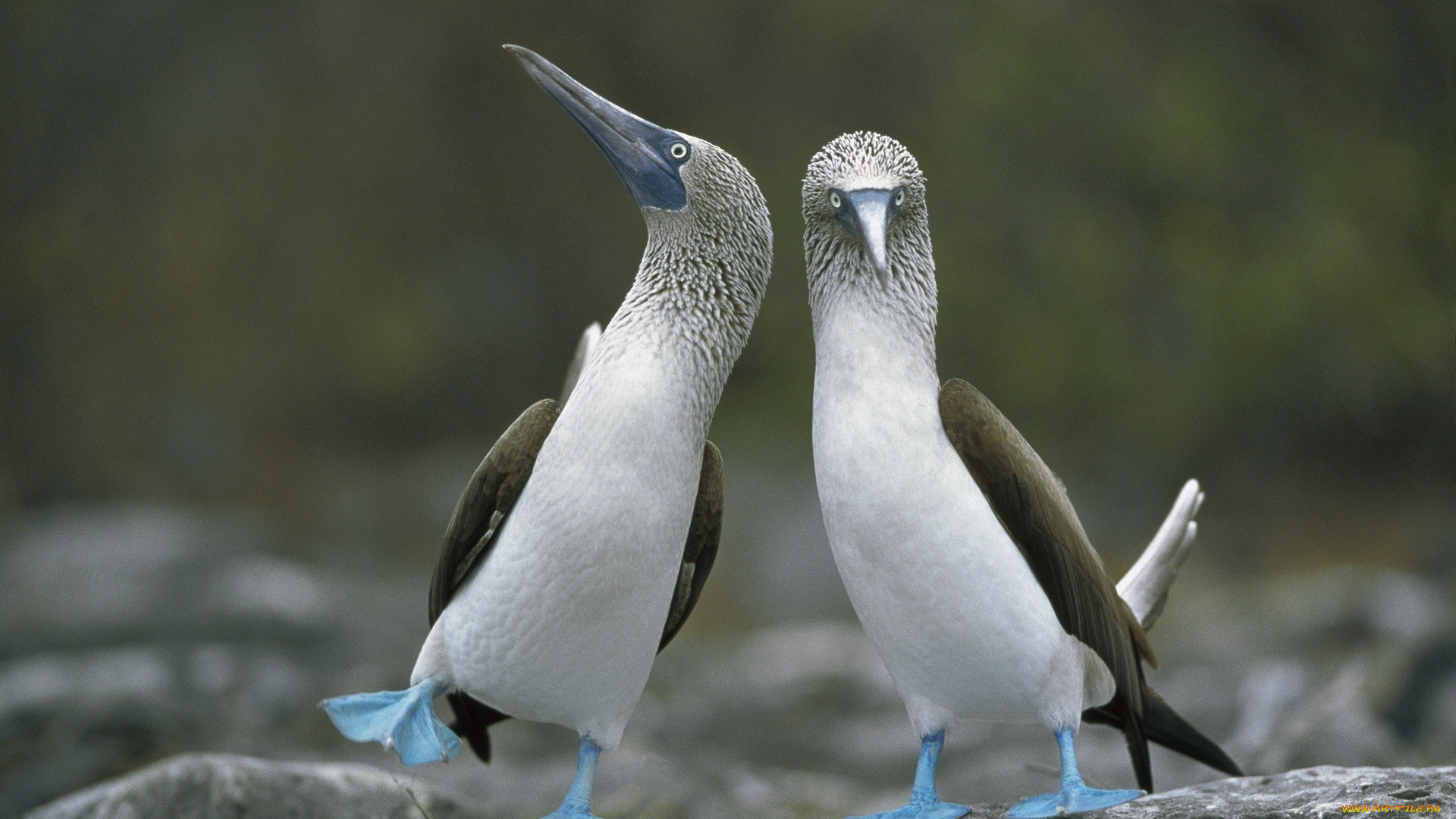 животные, олуши, камни, пара, лапы