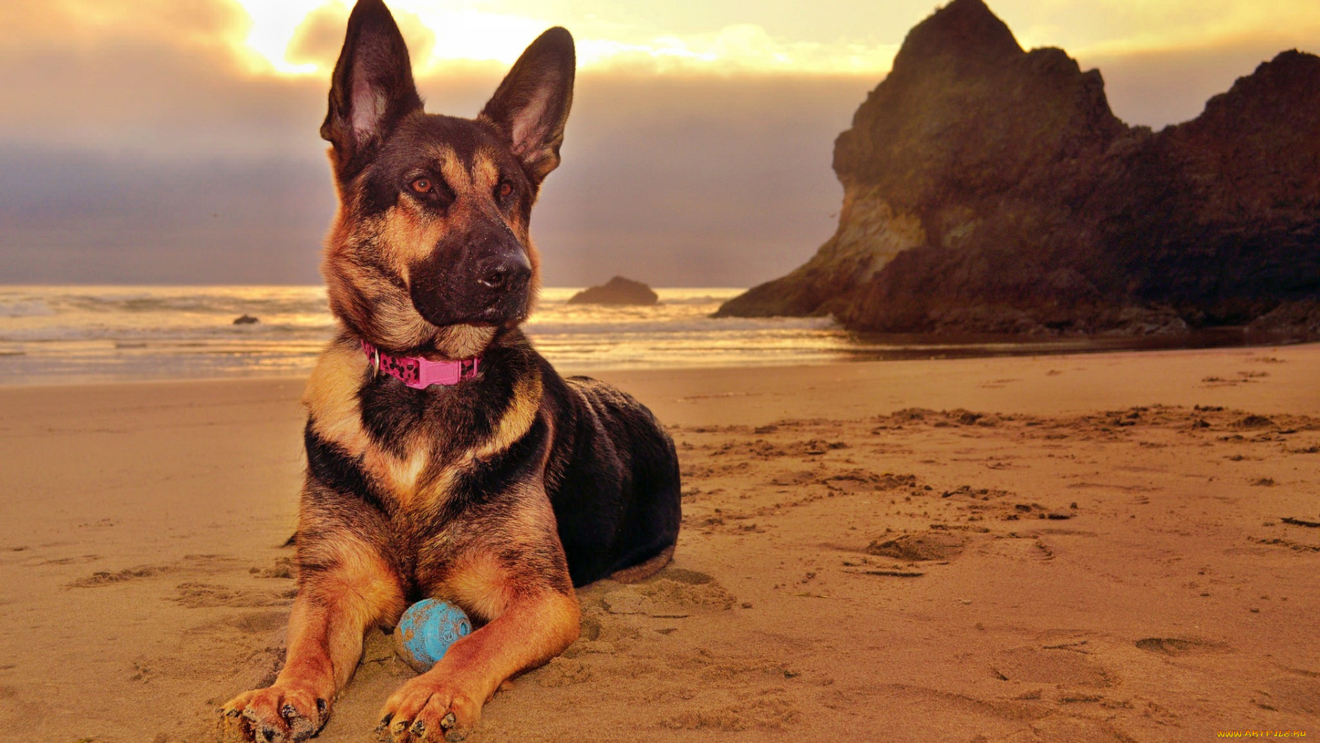 животные, собаки, песик