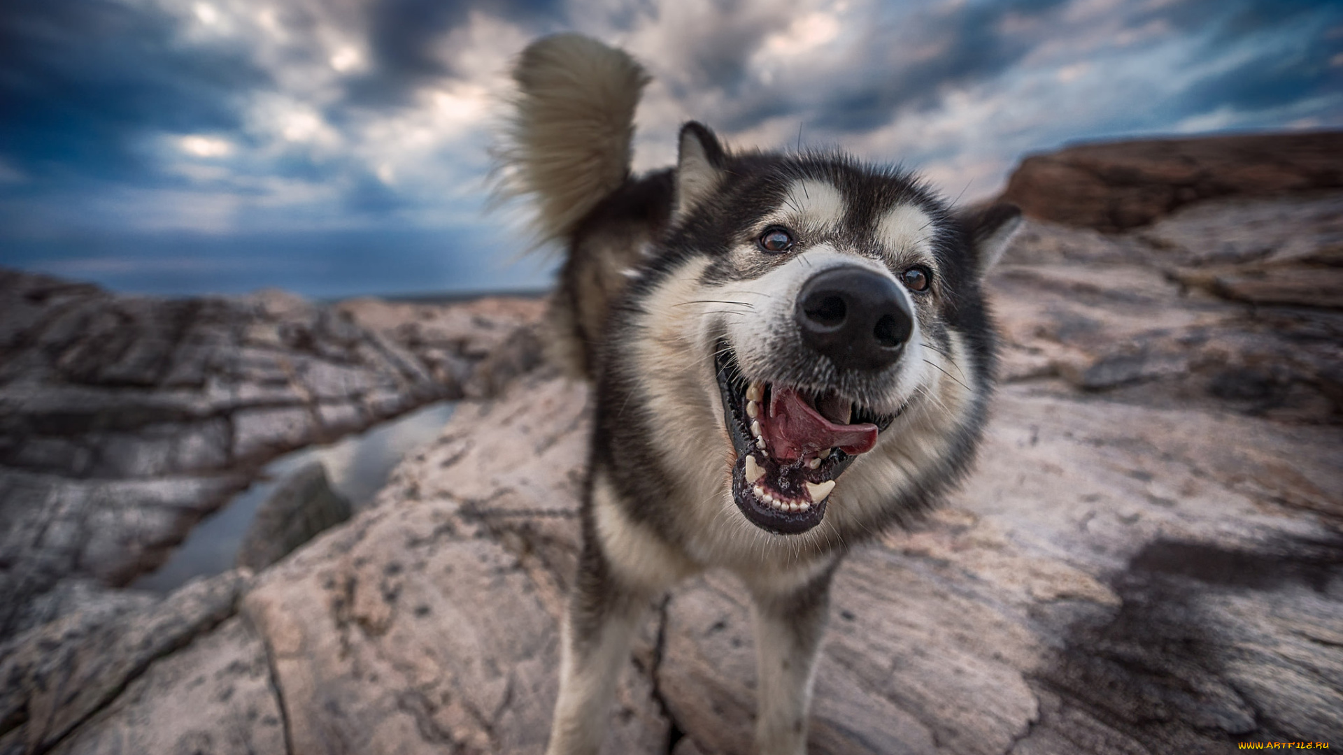 животные, собаки, песик