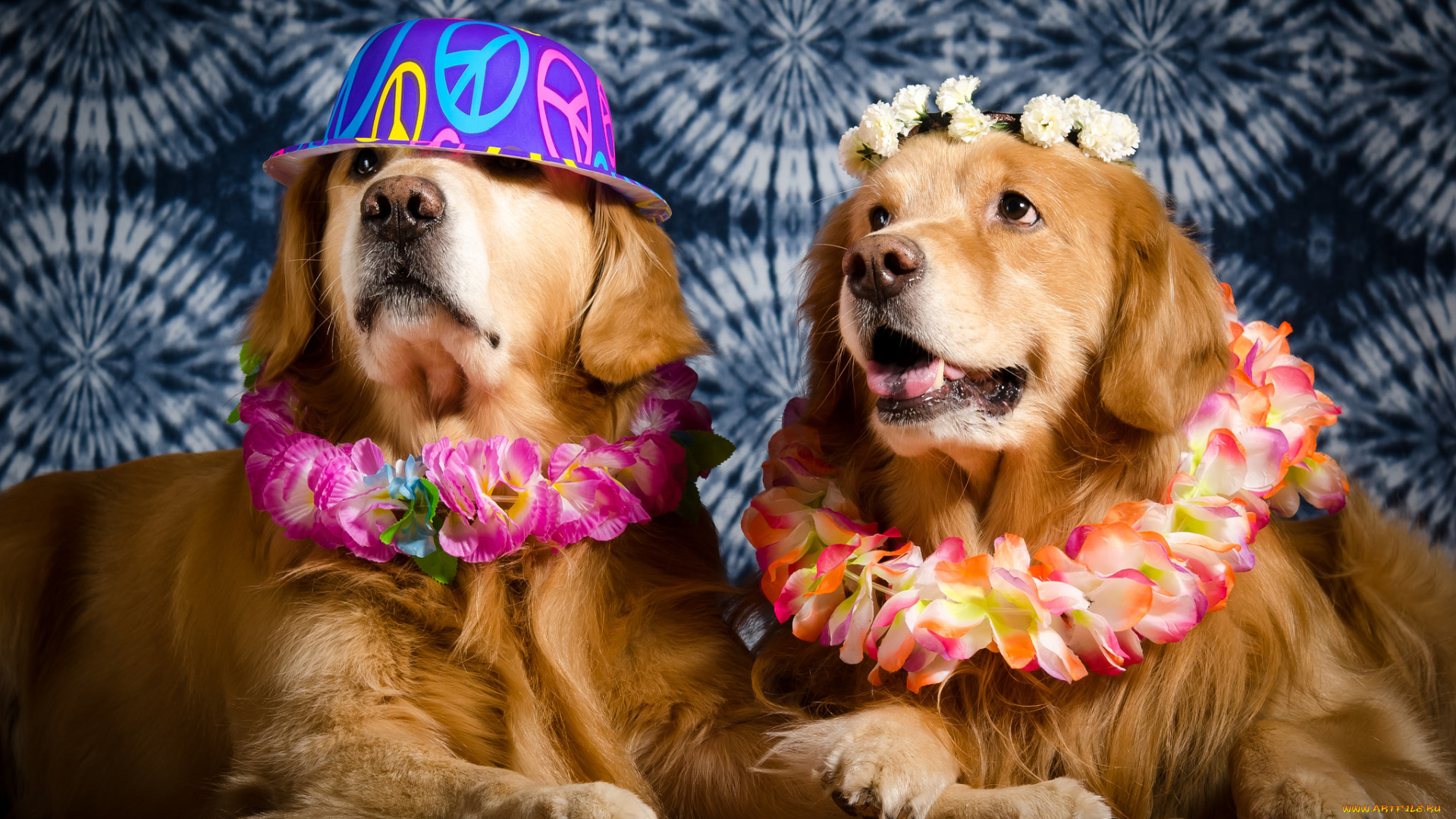 животные, собаки, песик