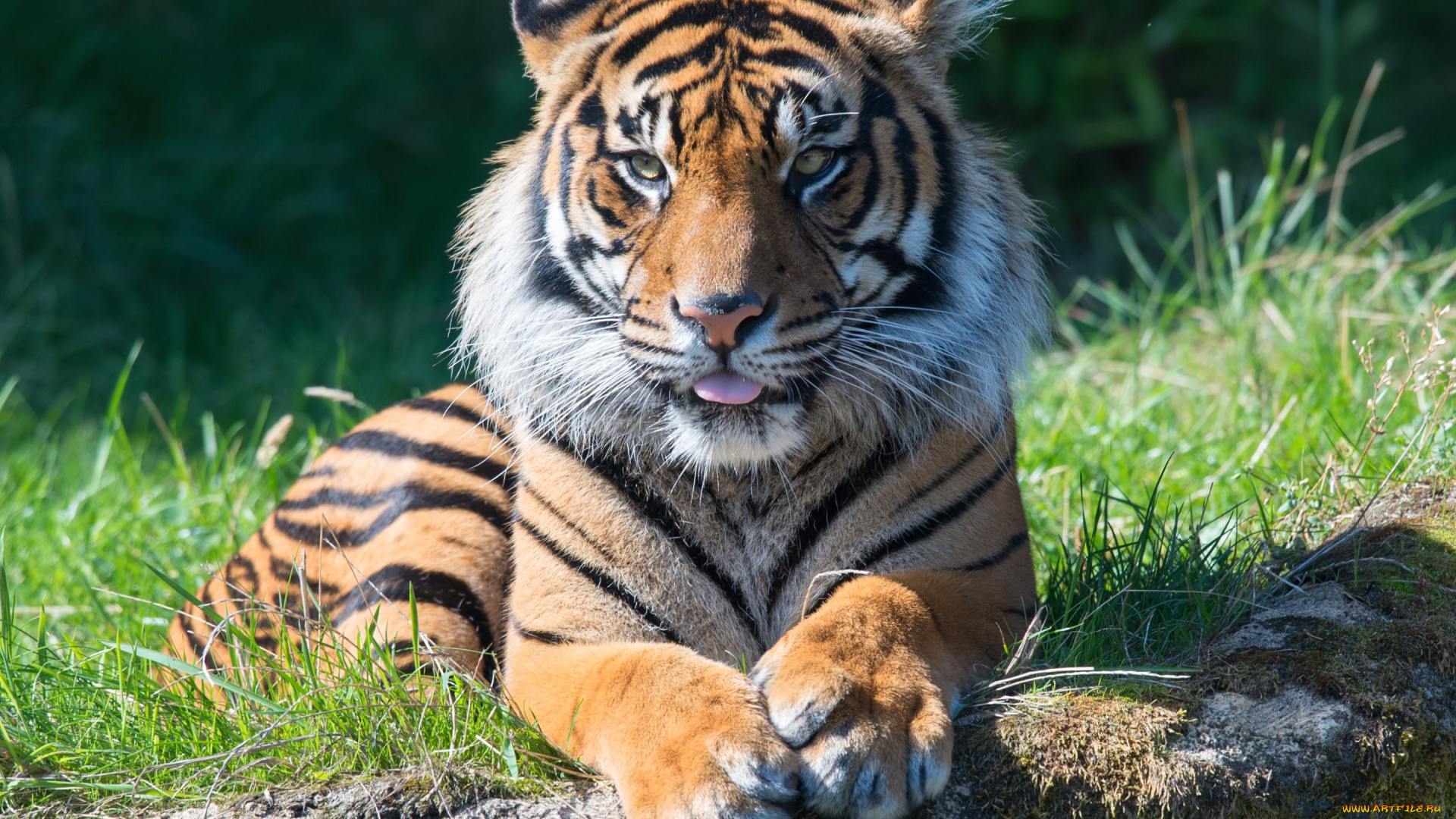 животные, тигры, тигр, морда, язык