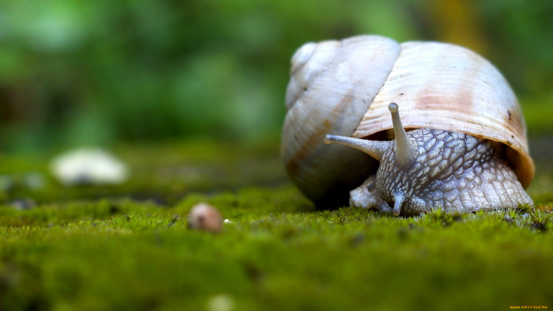 животные, улитки, раковина, мох, улитка