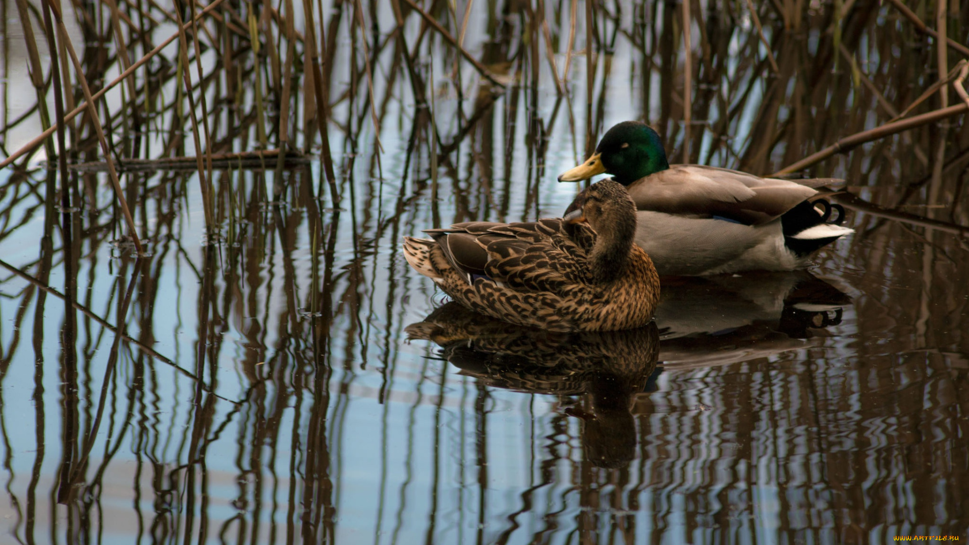 животные, утки, водоем