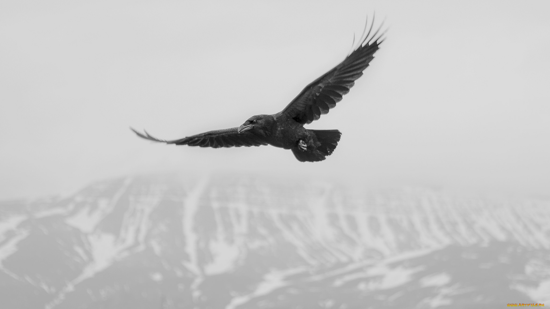 животные, вороны, , грачи, , галки, птица, полет, ворона