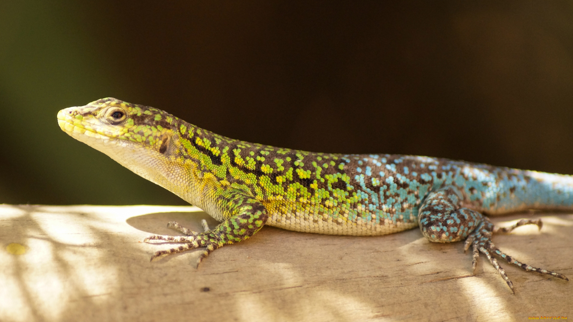 животные, Ящерицы, , игуаны, , вараны, ящерица, бревно