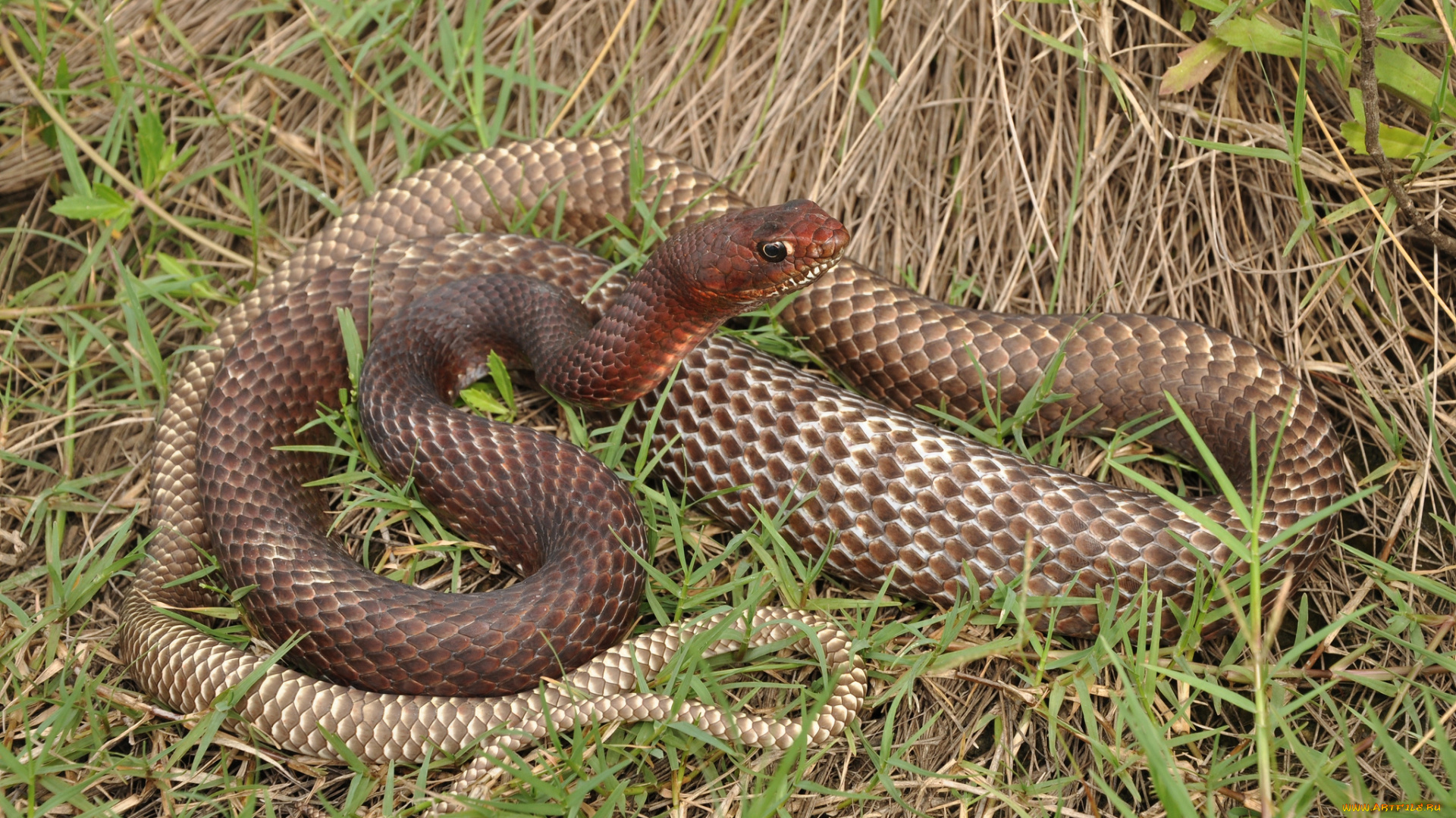 животные, змеи, , питоны, , кобры, змейка