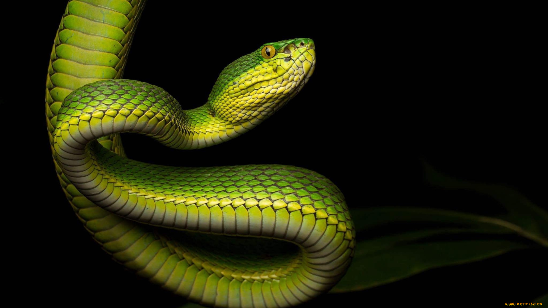 животные, змеи, , питоны, , кобры, змейка