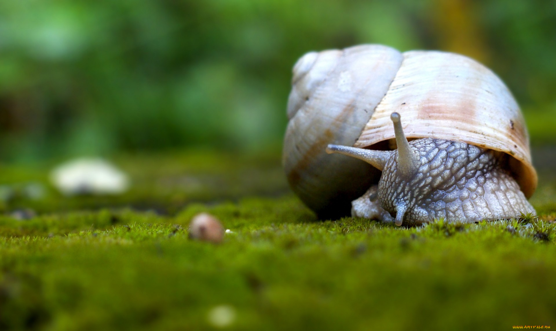 животные, улитки, раковина, мох, улитка
