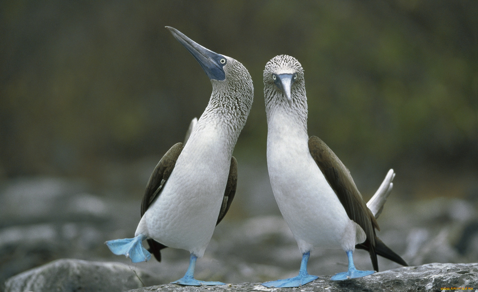 животные, олуши, камни, пара, лапы