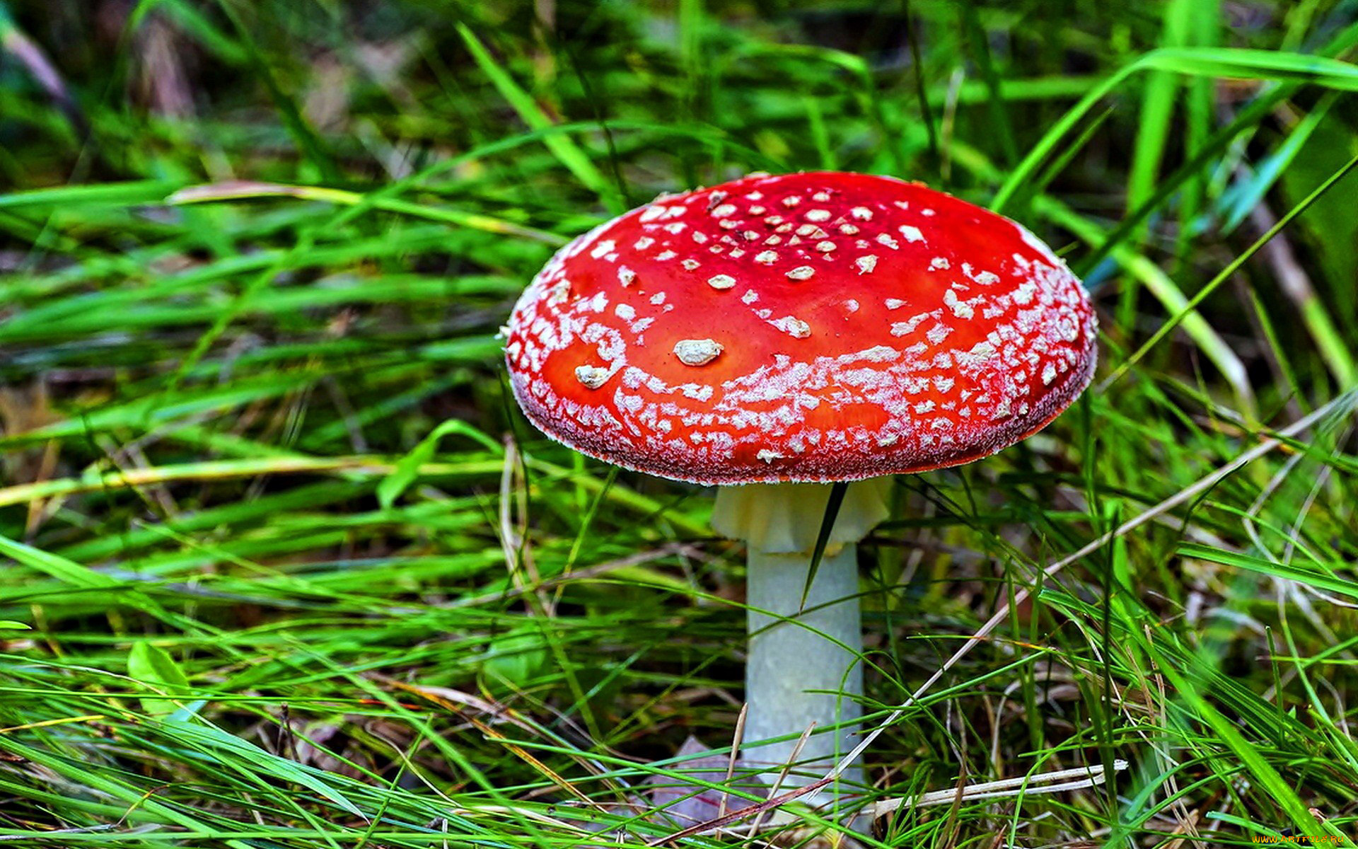 природа, грибы, , мухомор, трава, гриб, красная, шляпка