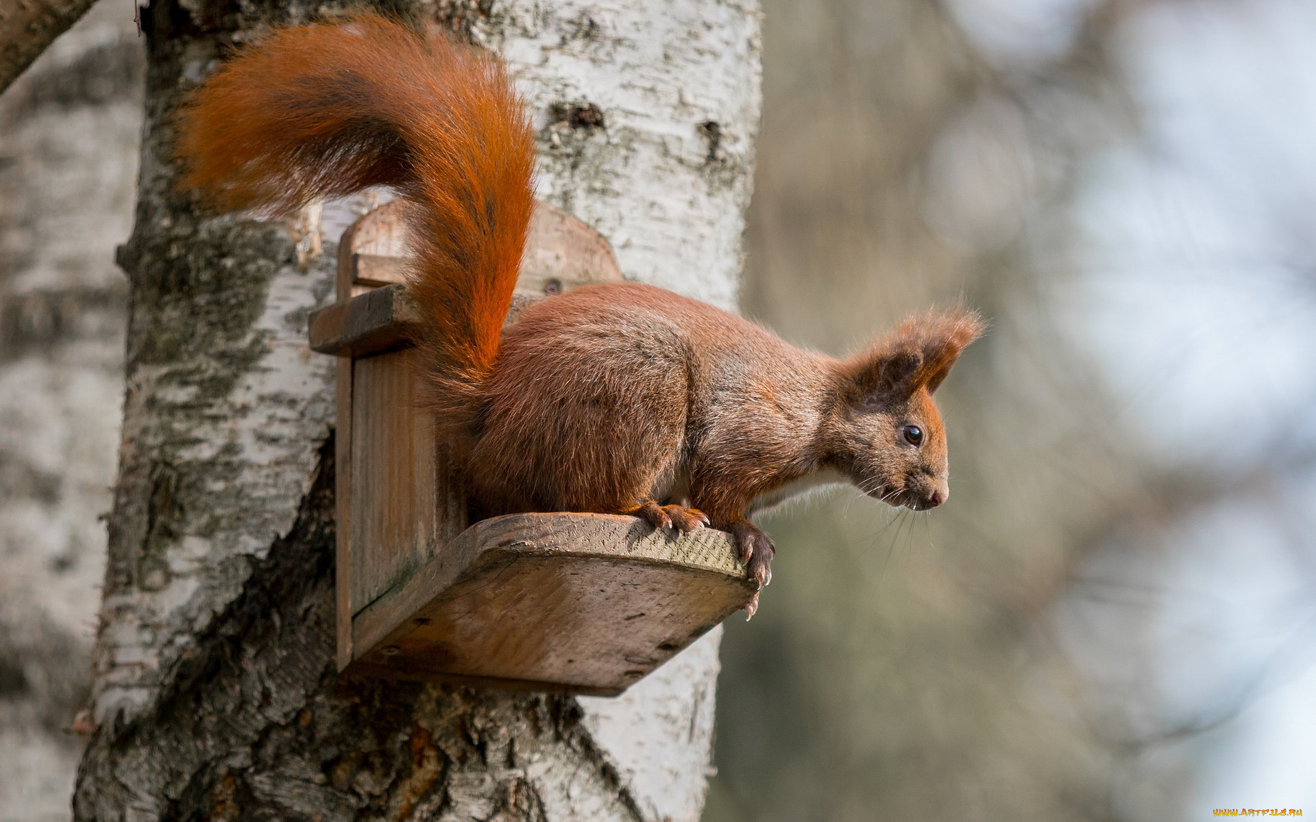 животные, белки, дерево, белка, природа