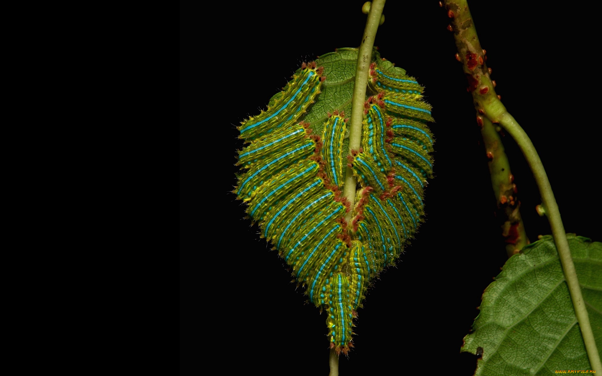 животные, гусеницы