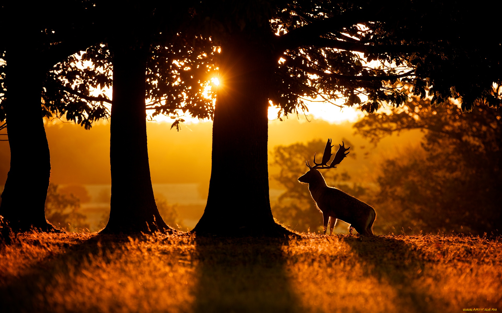 животные, олени, лань, деревья, силуэт, рога