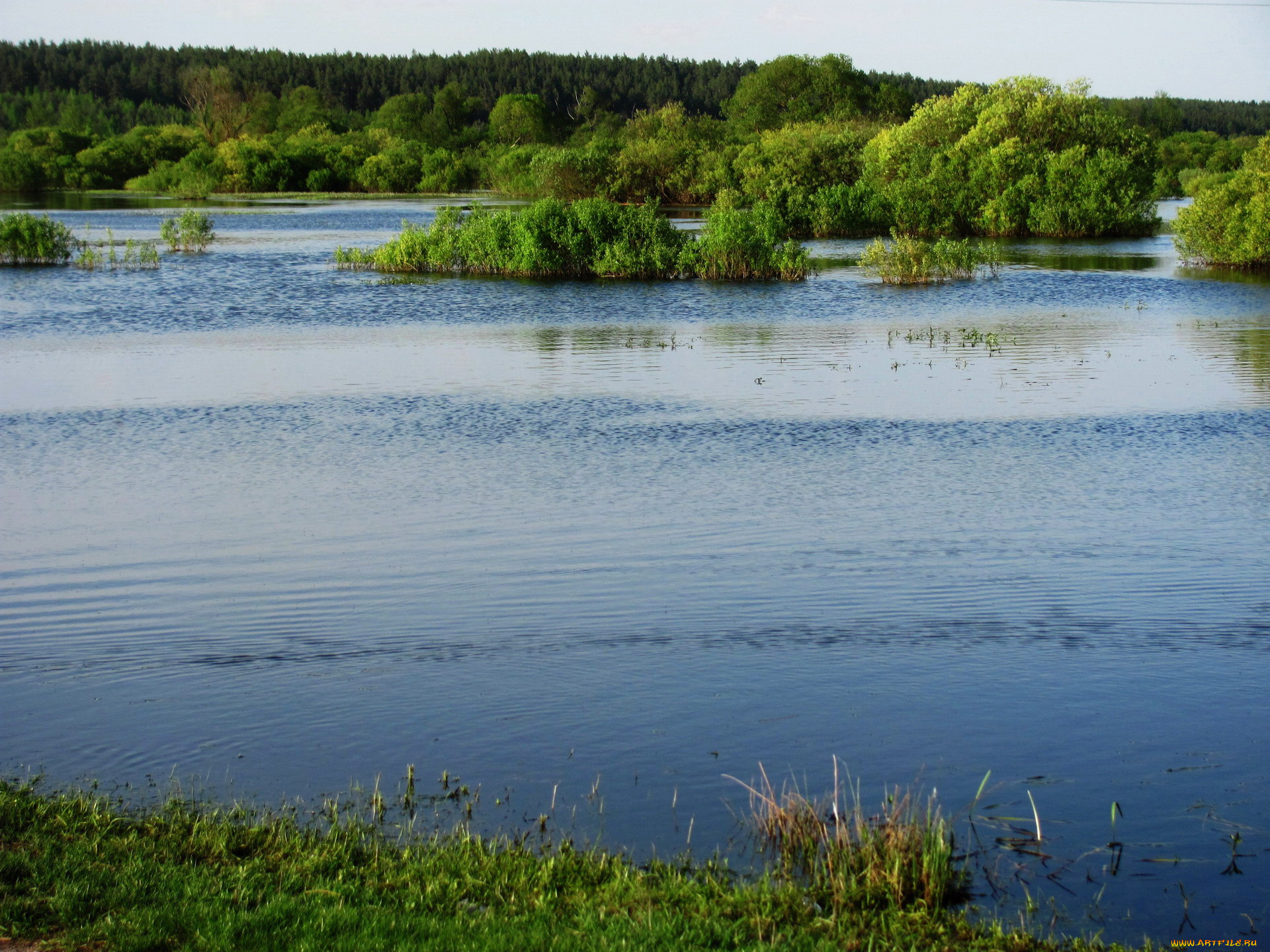 природа, реки, озера, вода, деревья, кусты