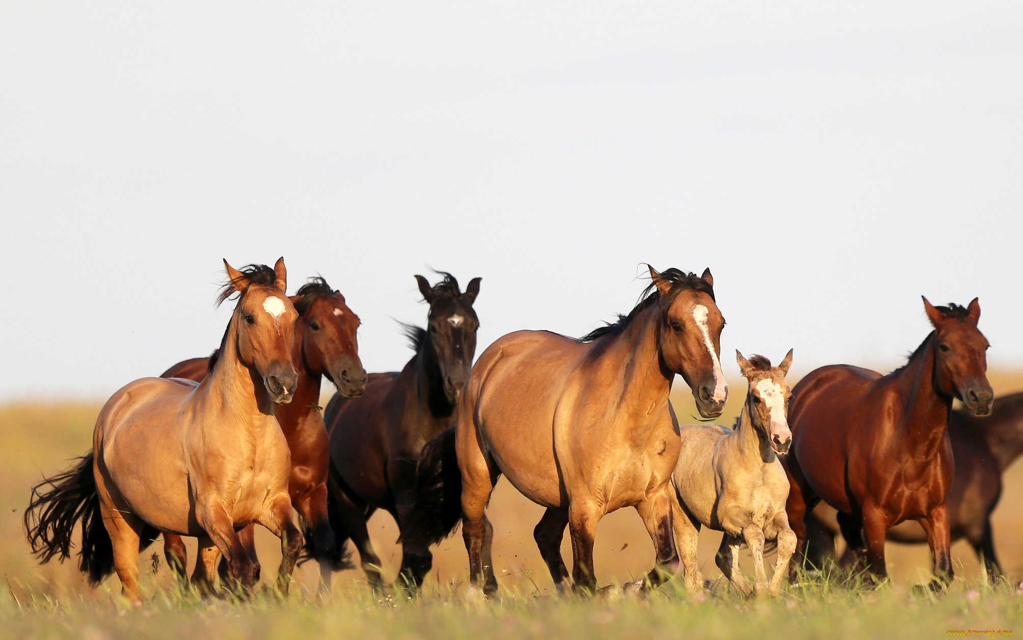 животные, лошади, бег, поле