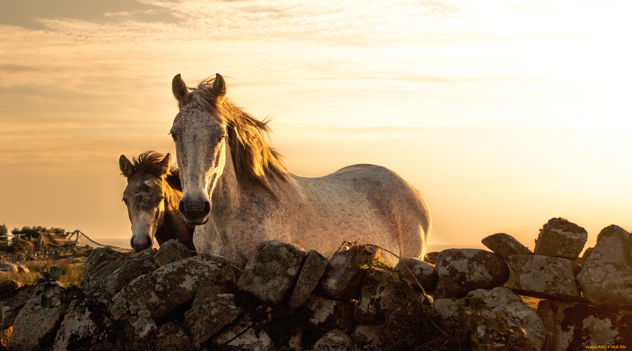 животные, лошади, закат