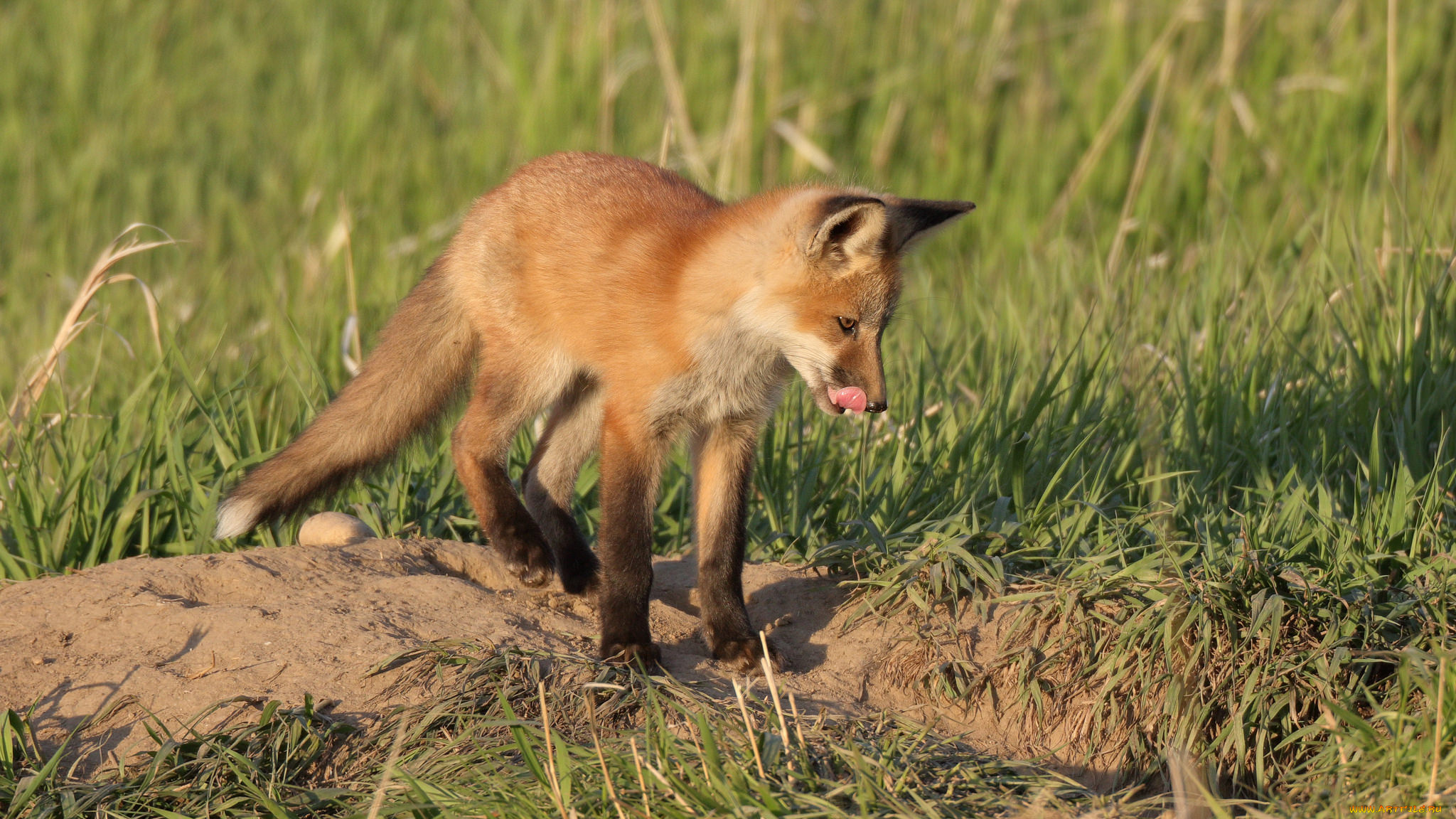 животные, лисы, лисичка