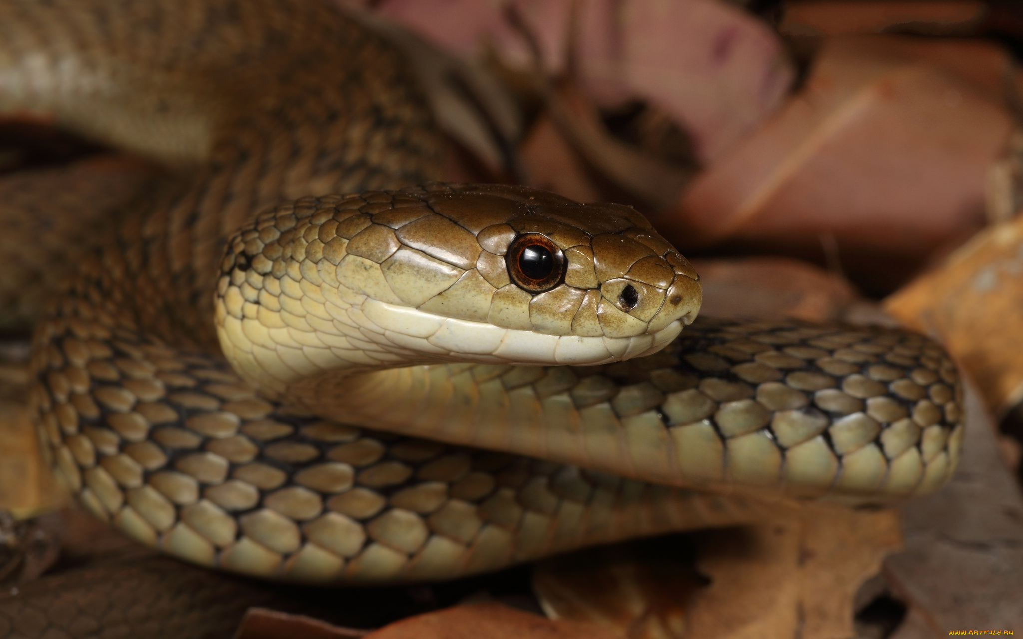 животные, змеи, , питоны, , кобры, змейка