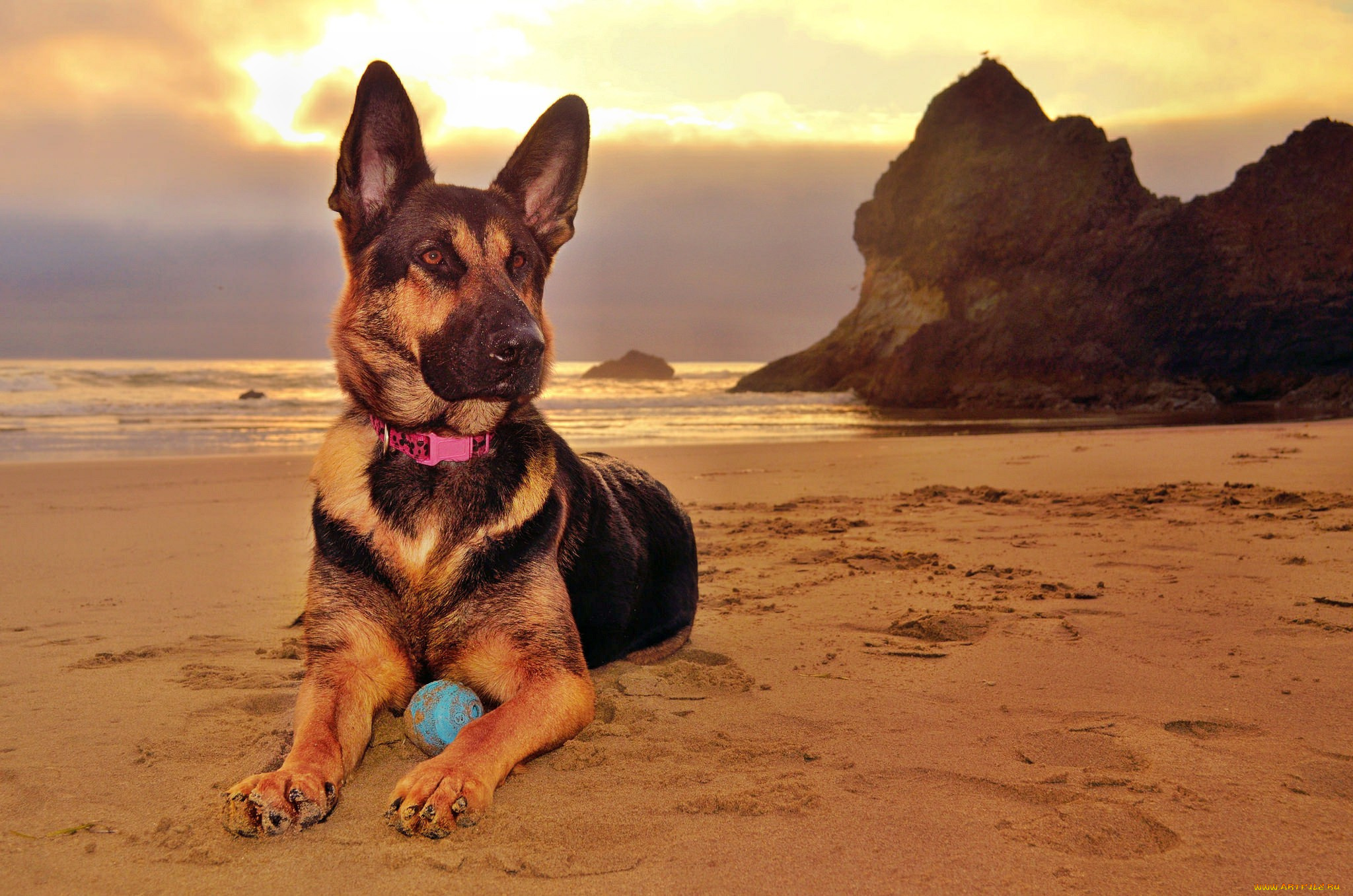 животные, собаки, песик