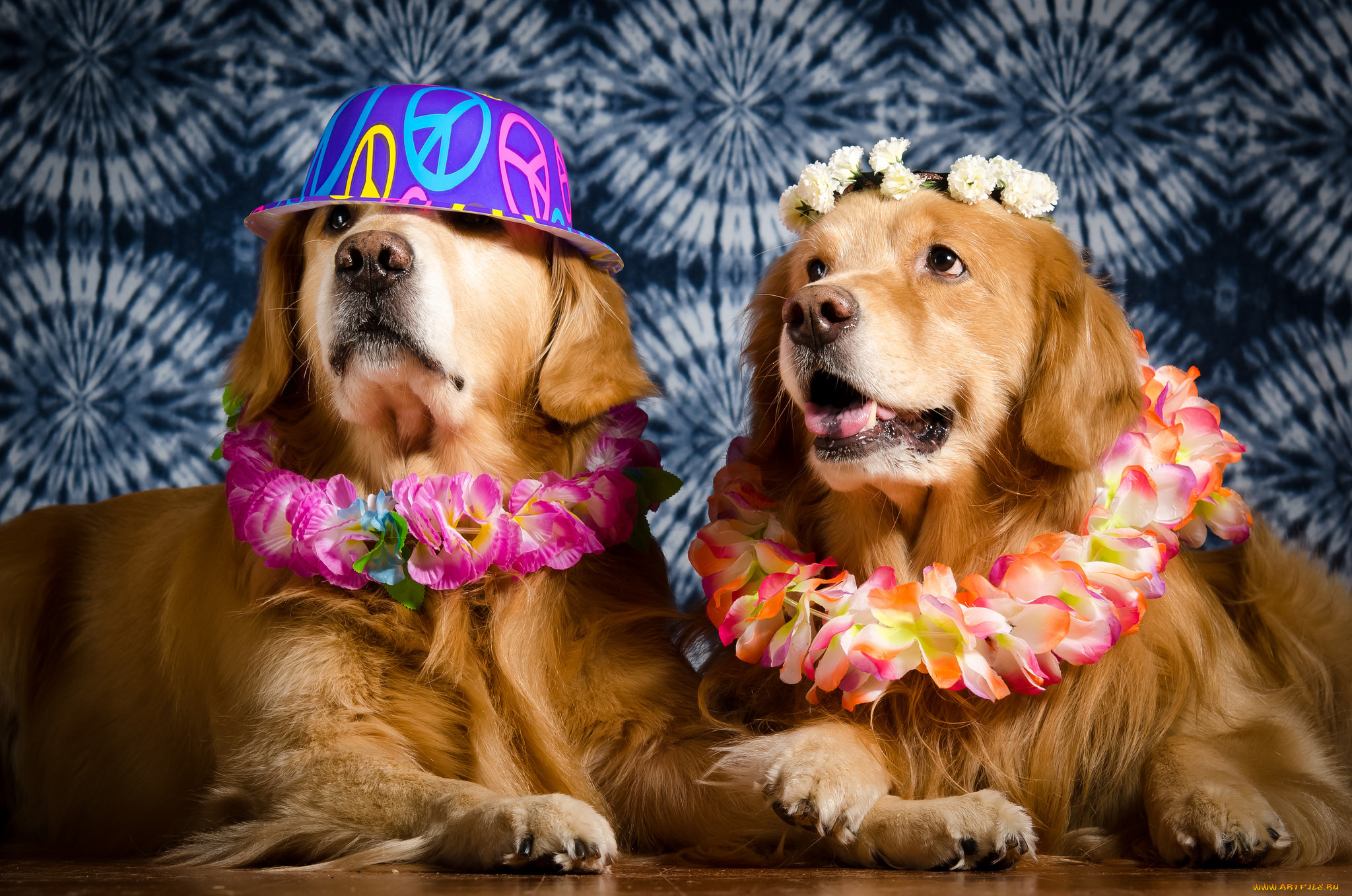 животные, собаки, песик