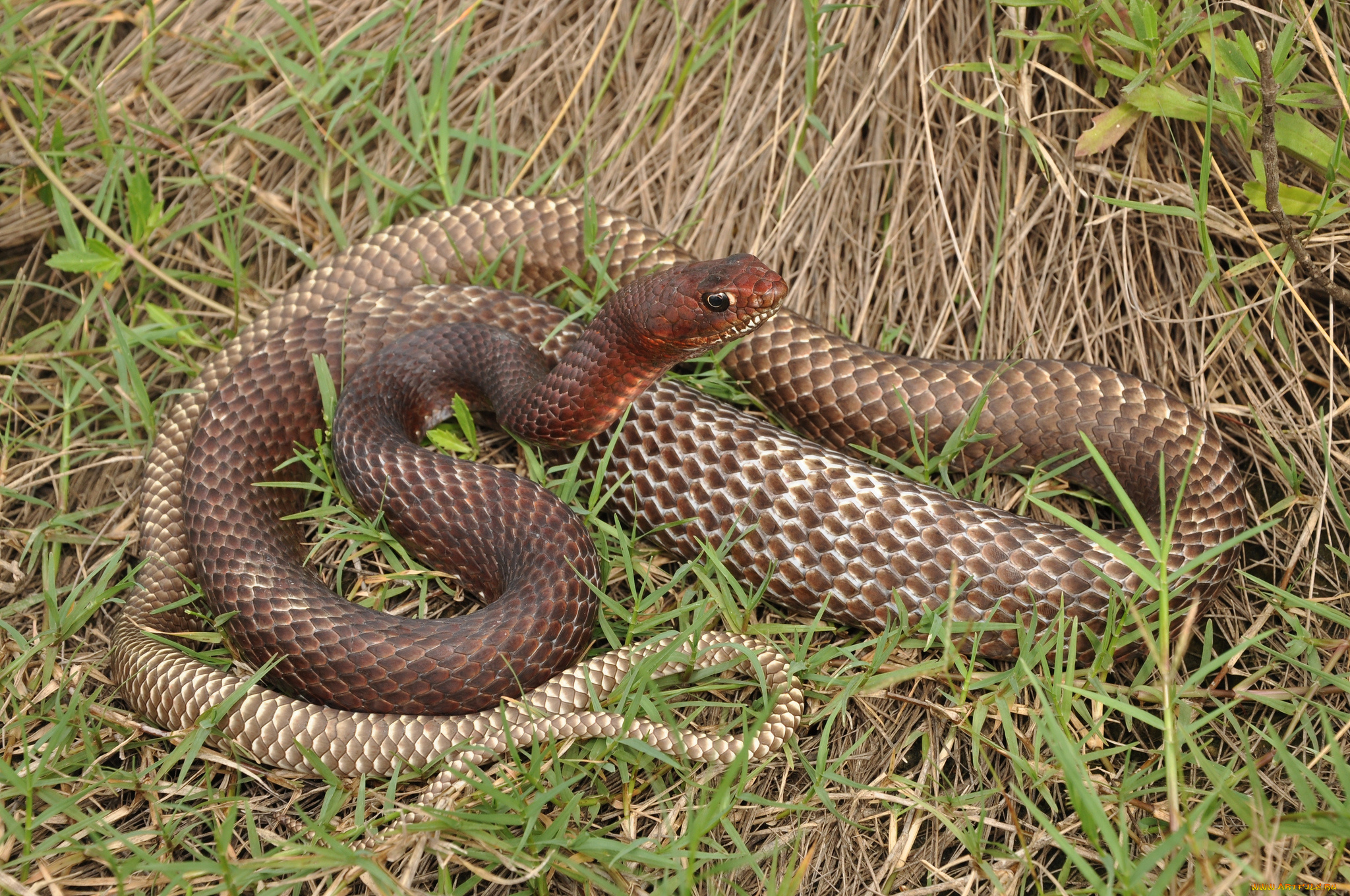 животные, змеи, , питоны, , кобры, змейка