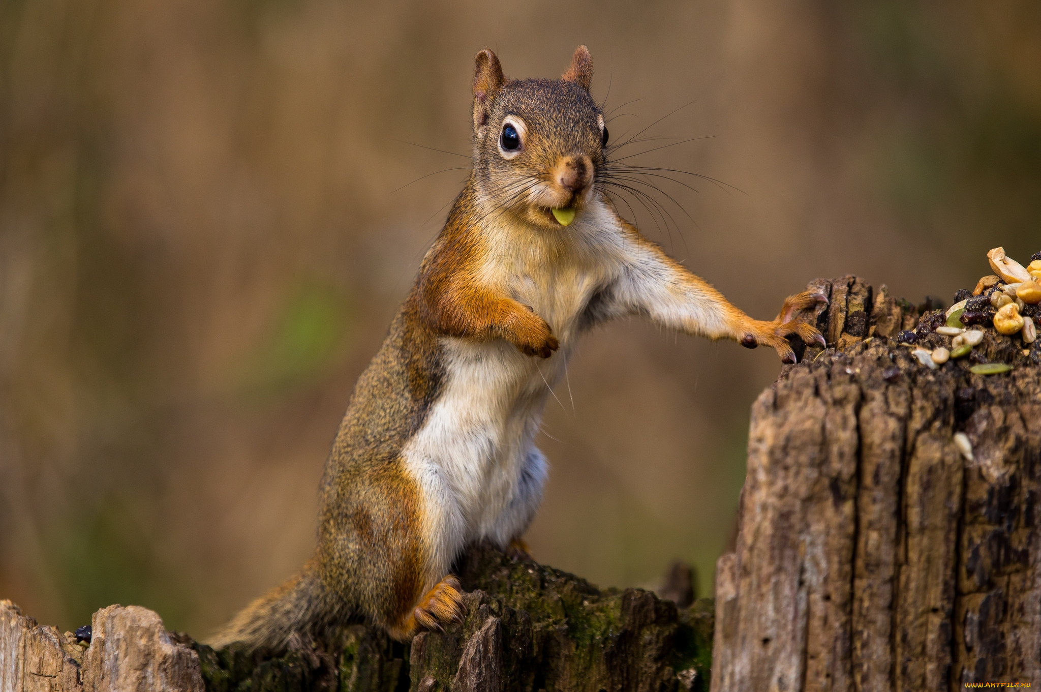 животные, белки, белка