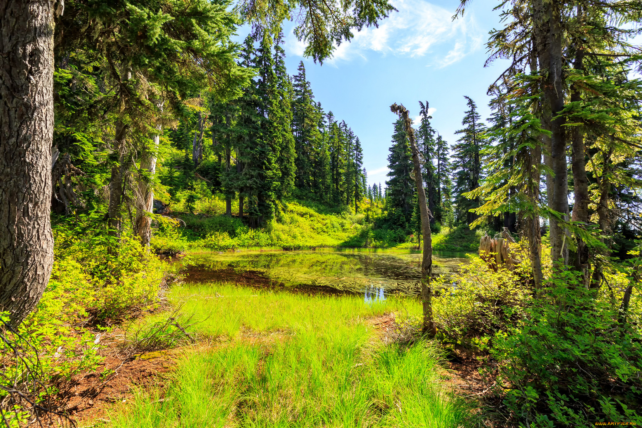 природа, лес, река