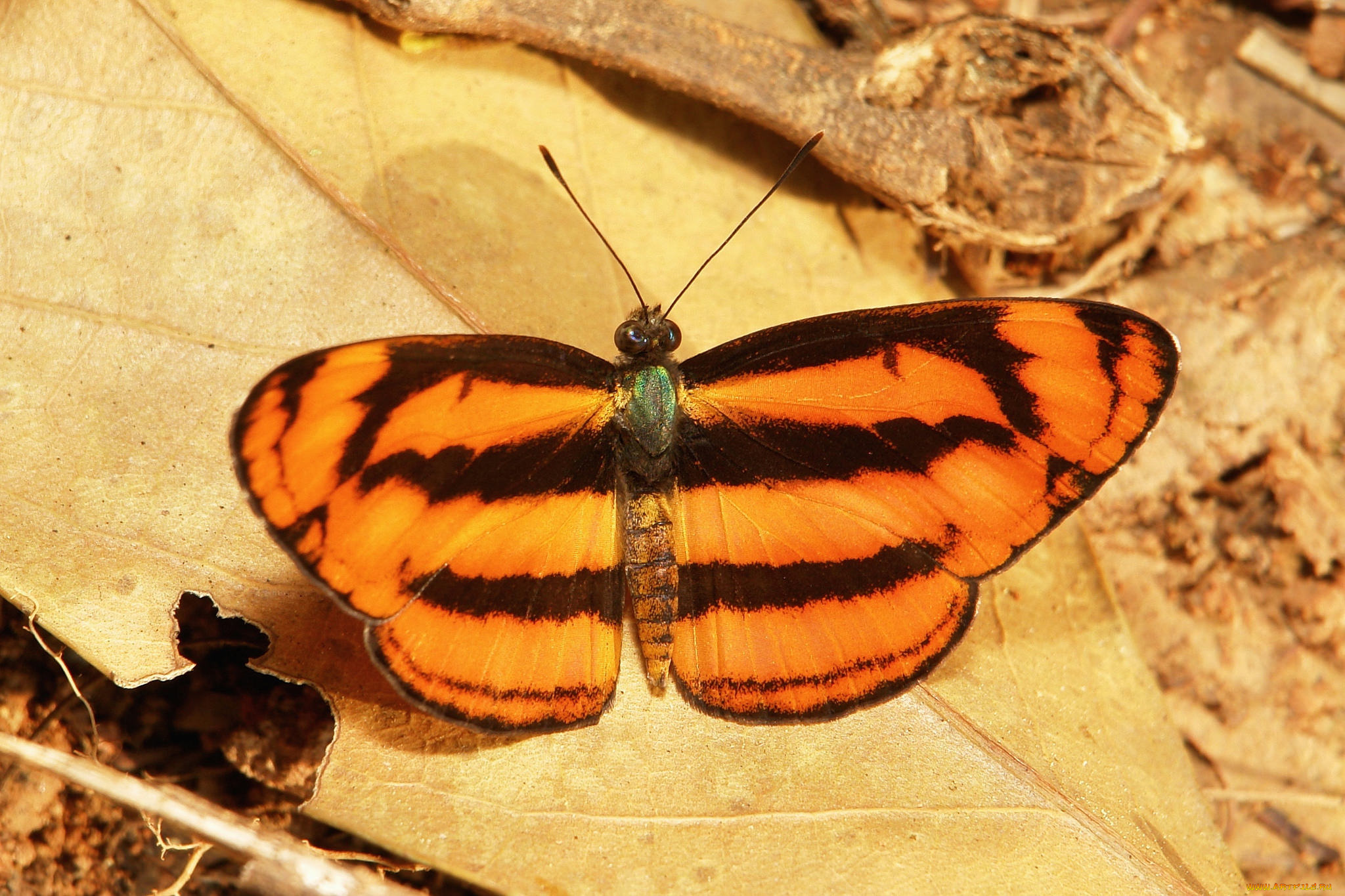 животные, бабочки, , мотыльки, , моли, бабочка