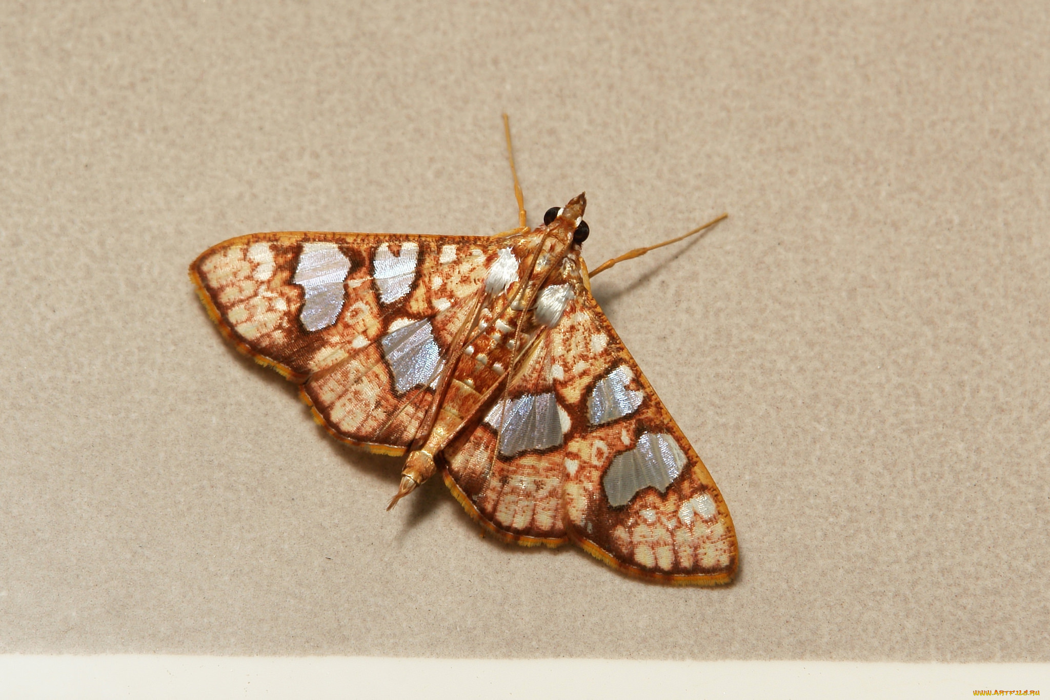 животные, бабочки, , мотыльки, , моли, моль