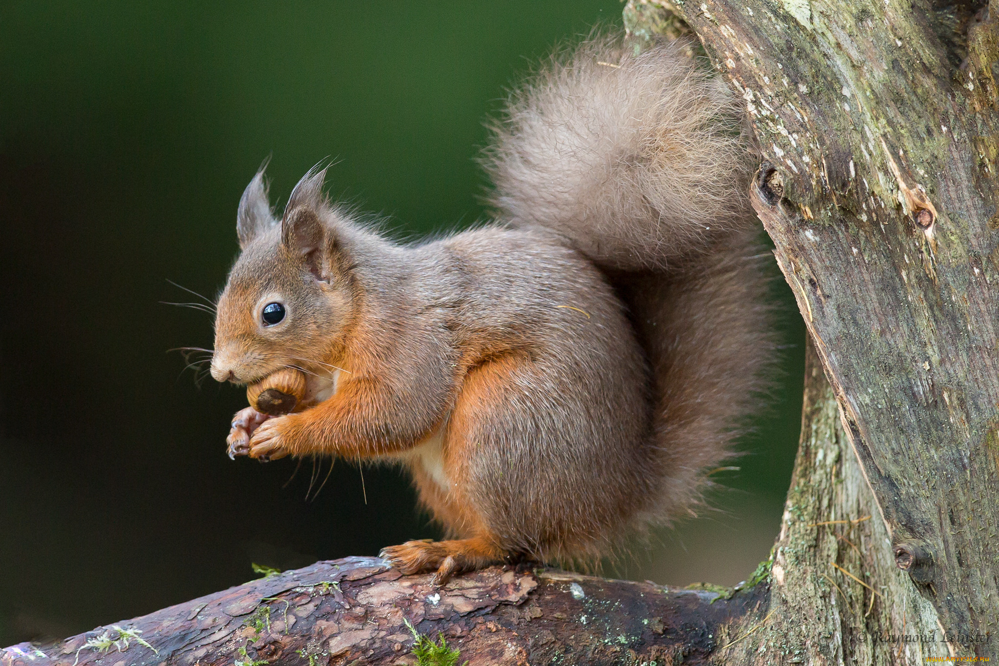 животные, белки, белка