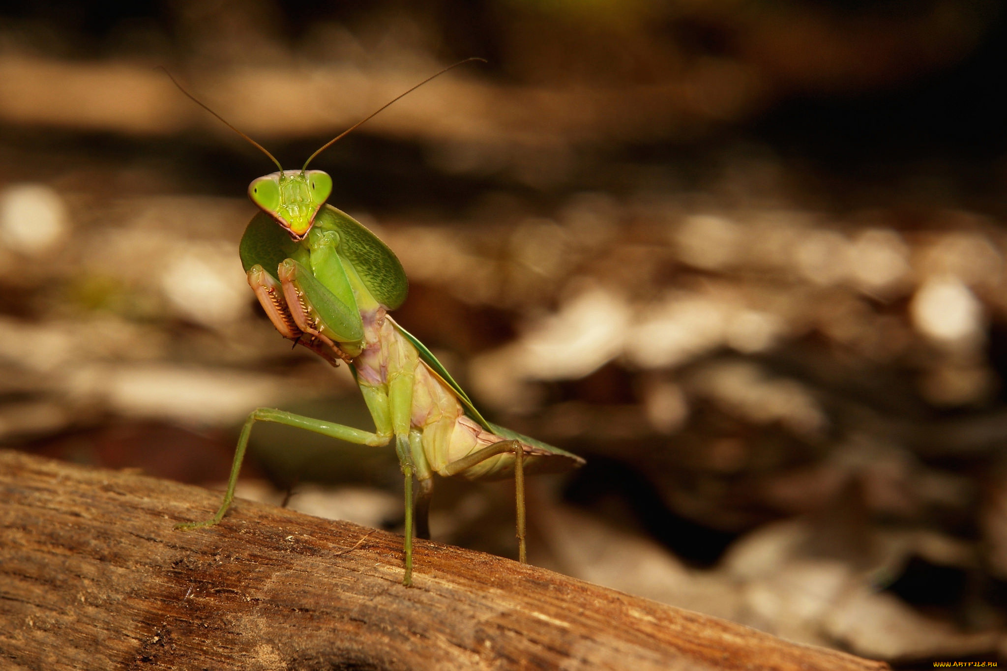 животные, богомолы, богомол