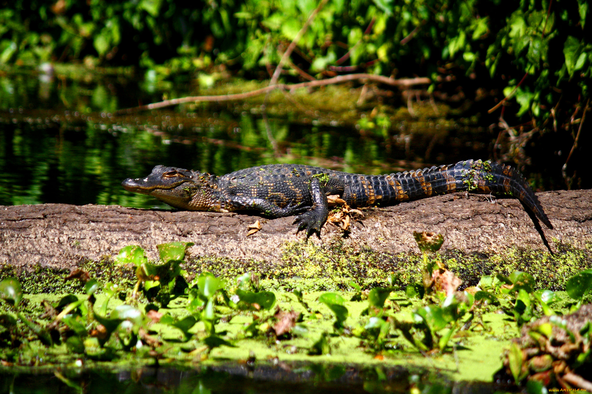 животные, крокодилы, челюсти