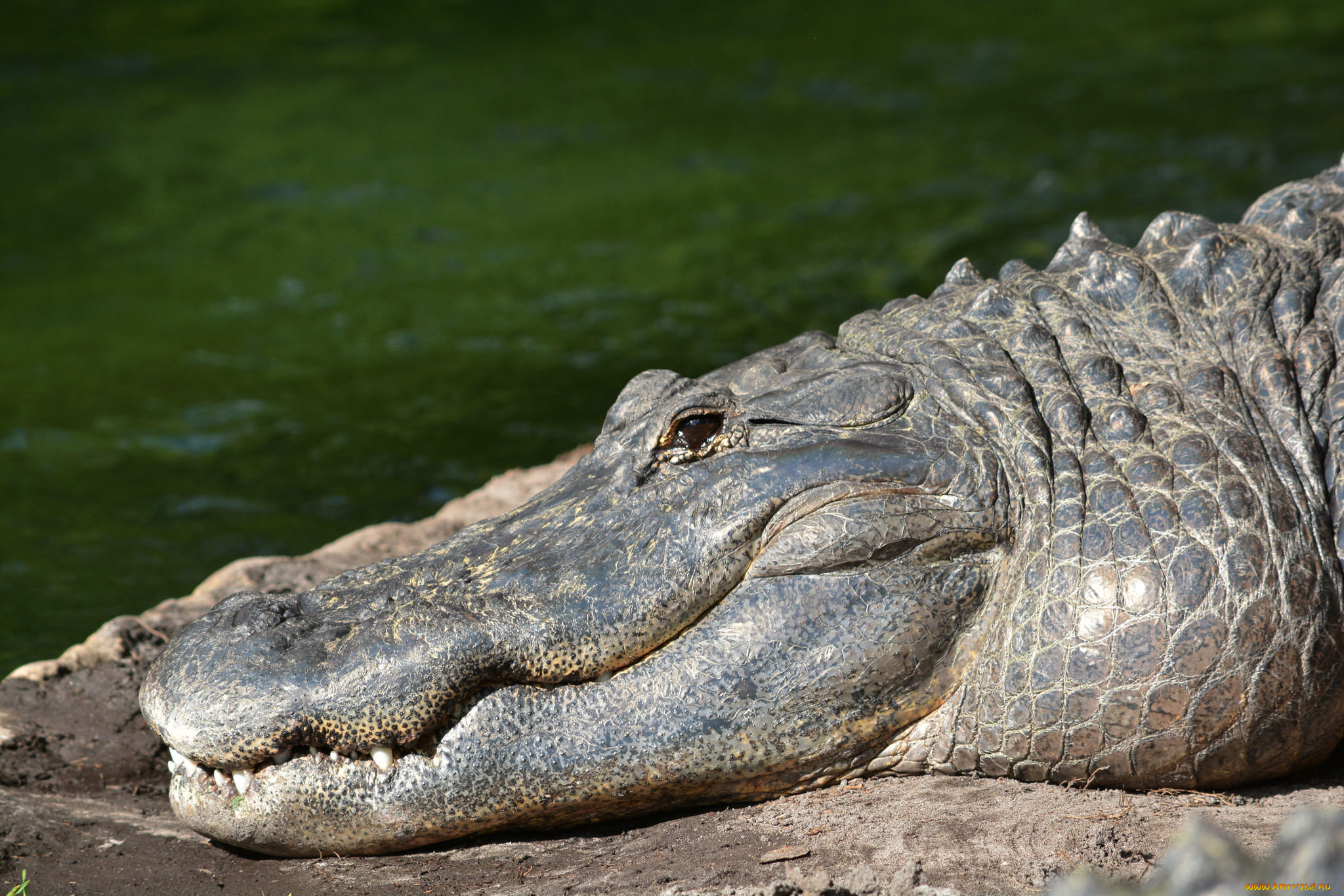 животные, крокодилы, челюсти