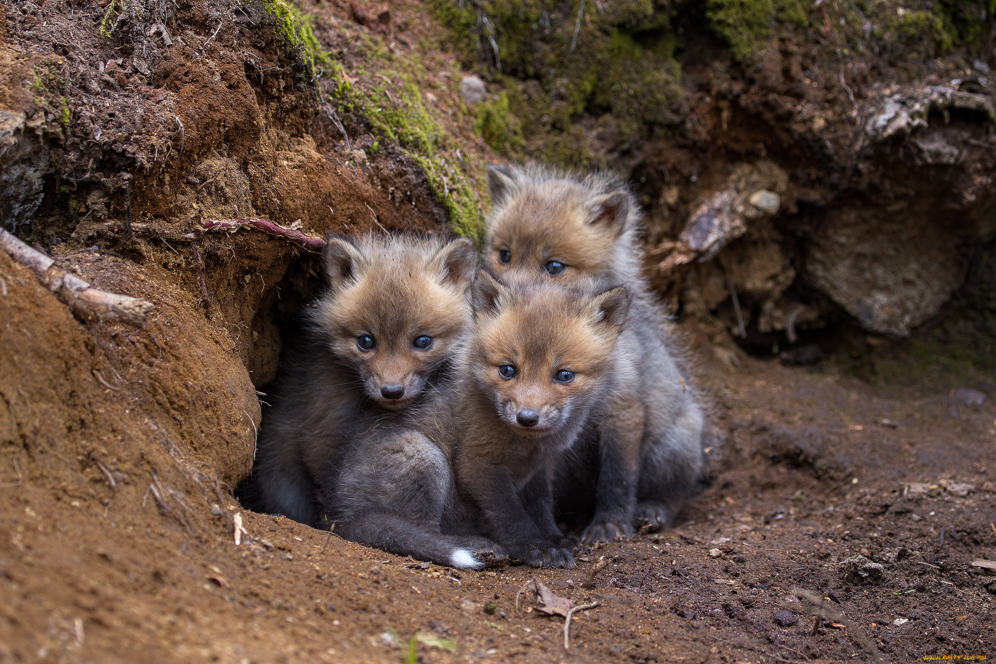 животные, лисы, лисичка