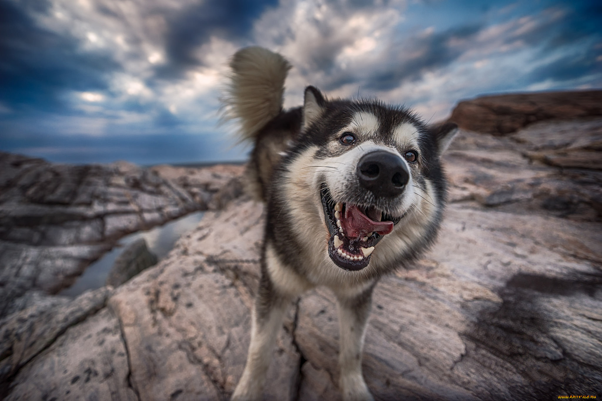 животные, собаки, песик