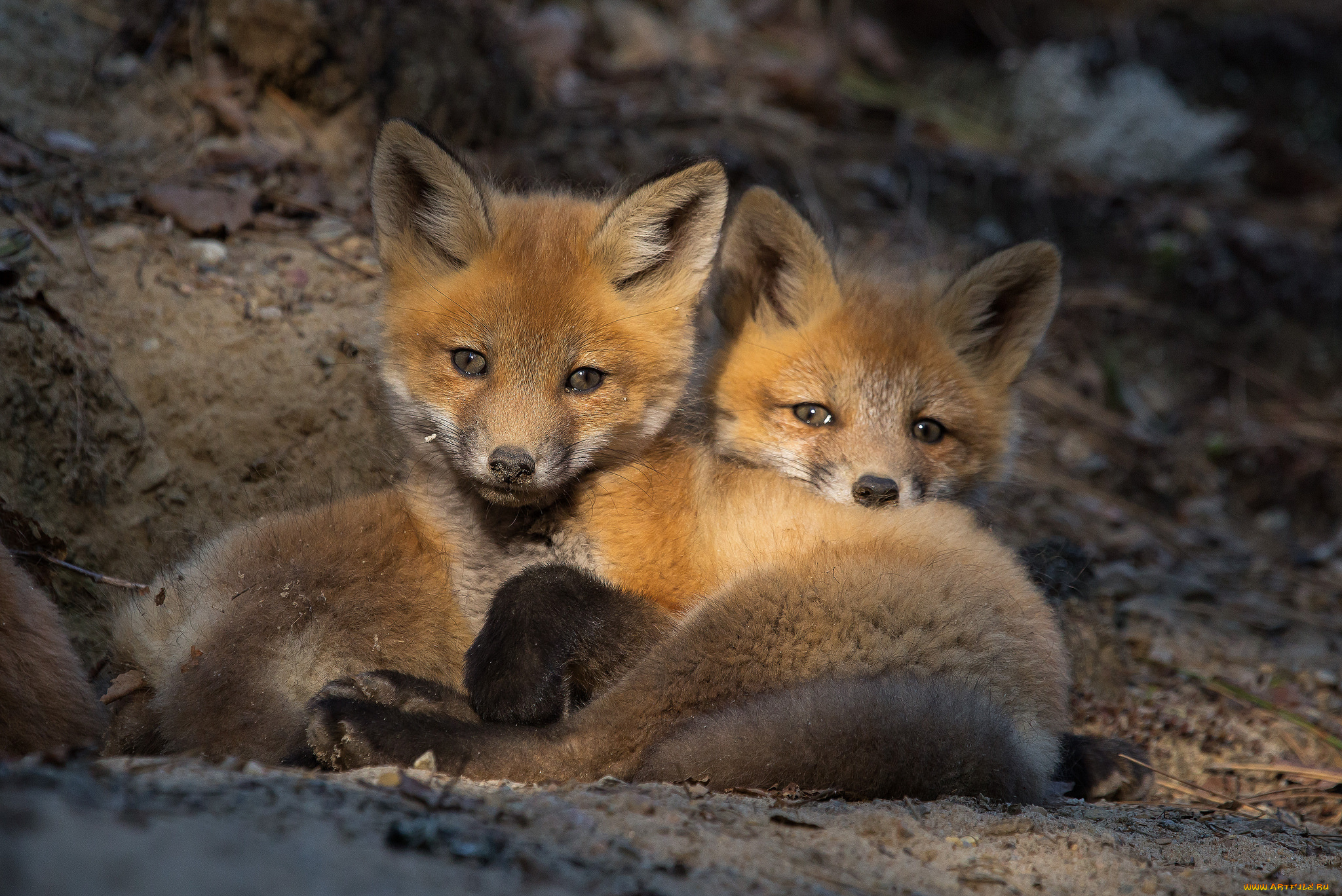 животные, лисы, лисичка