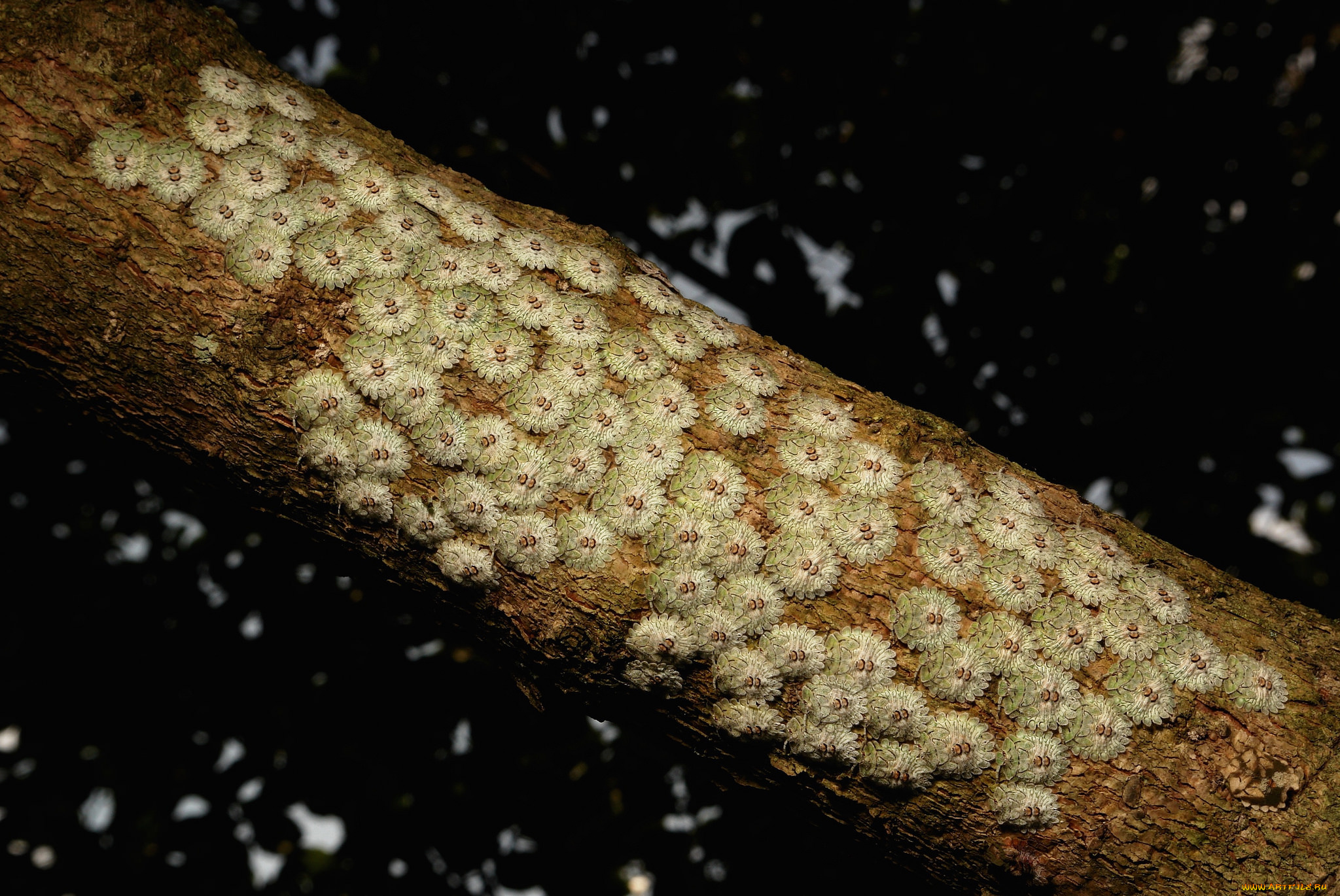 животные, насекомые, макро, ветка