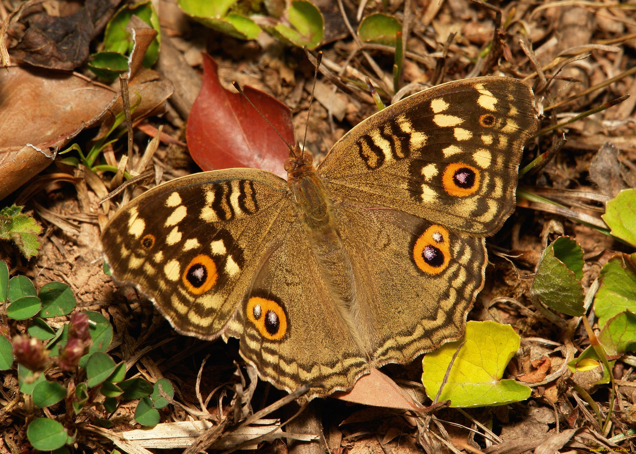 животные, бабочки, , мотыльки, , моли, бабочка
