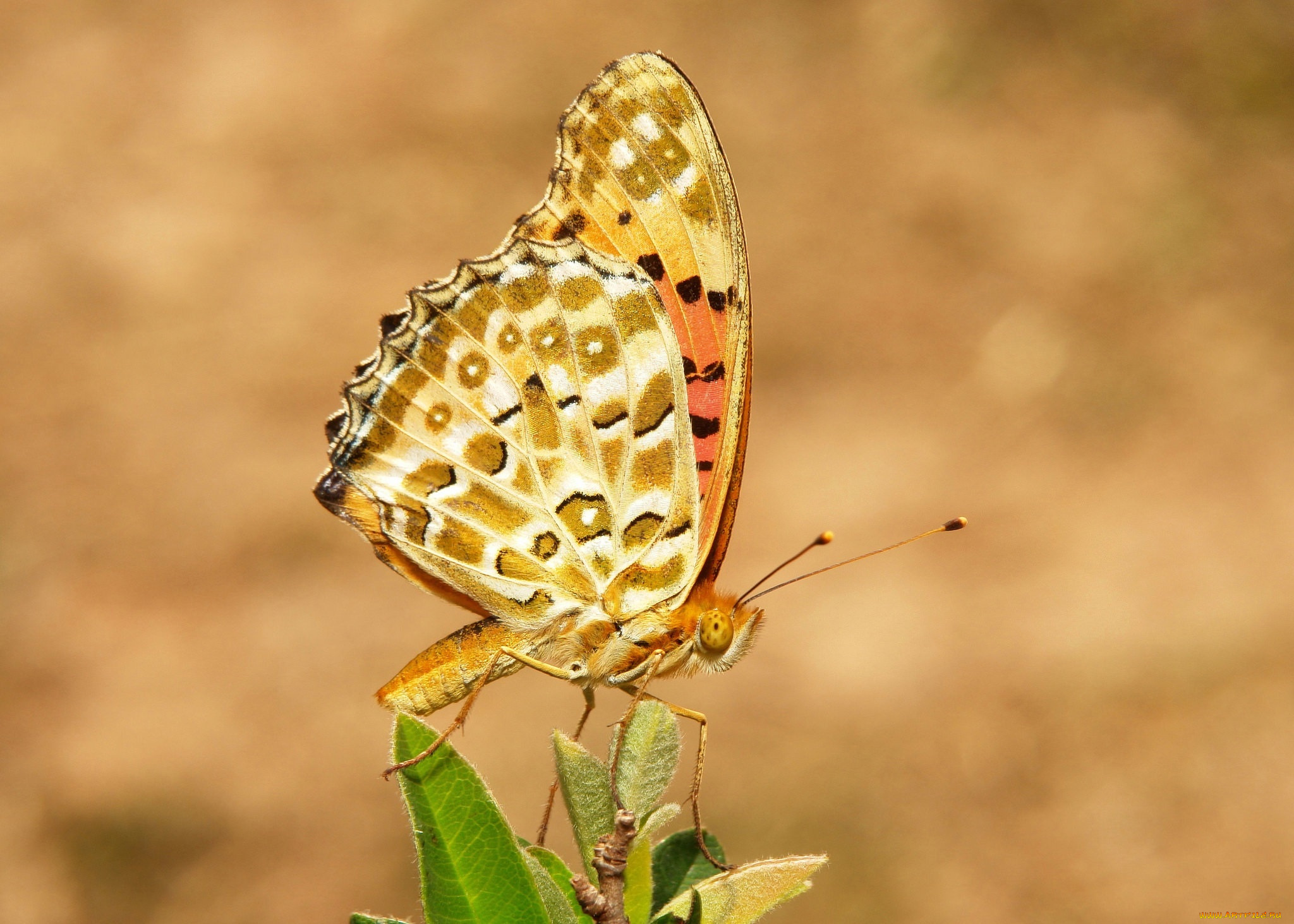 животные, бабочки, , мотыльки, , моли, бабочка