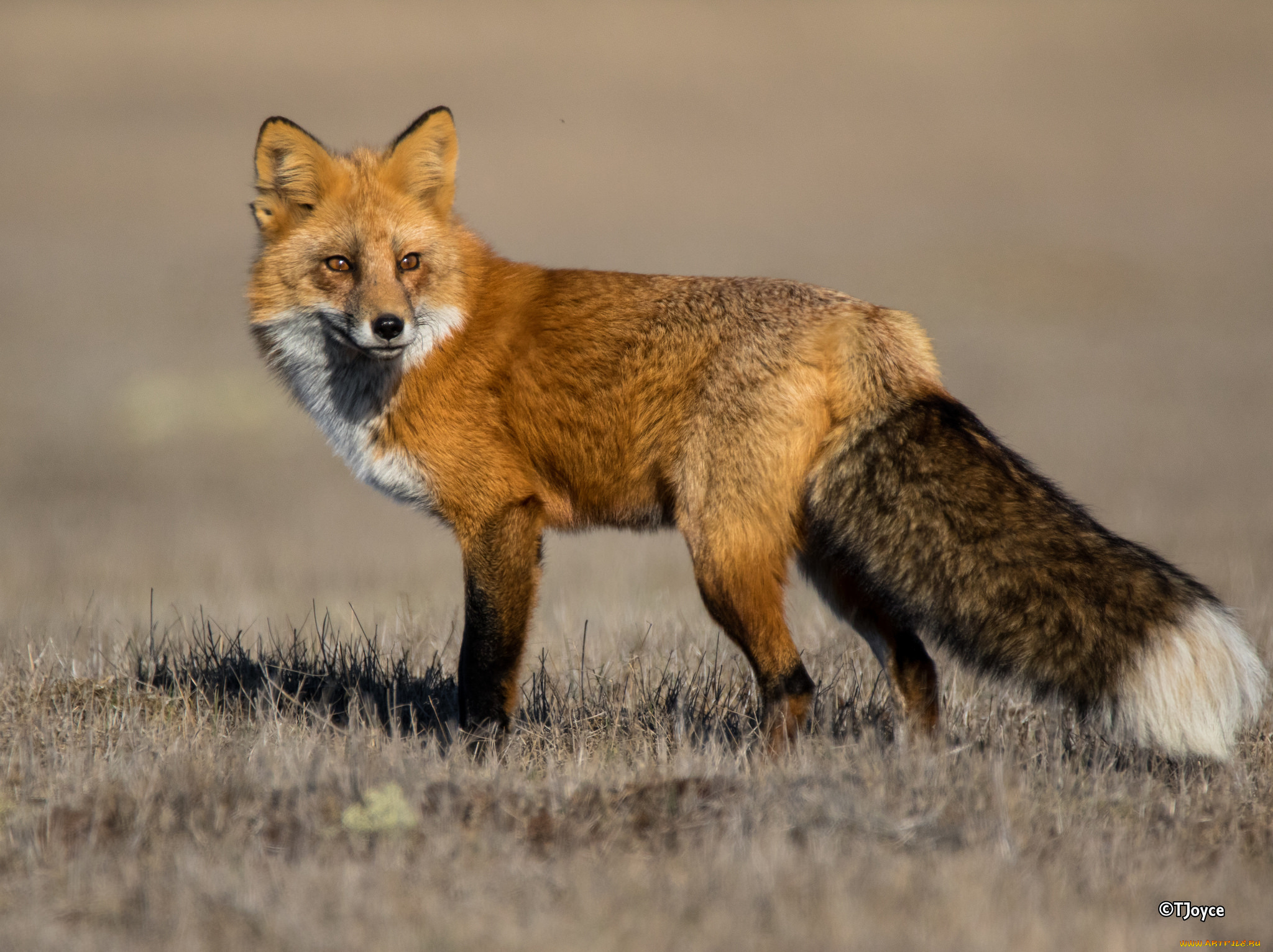 животные, лисы, лисичка