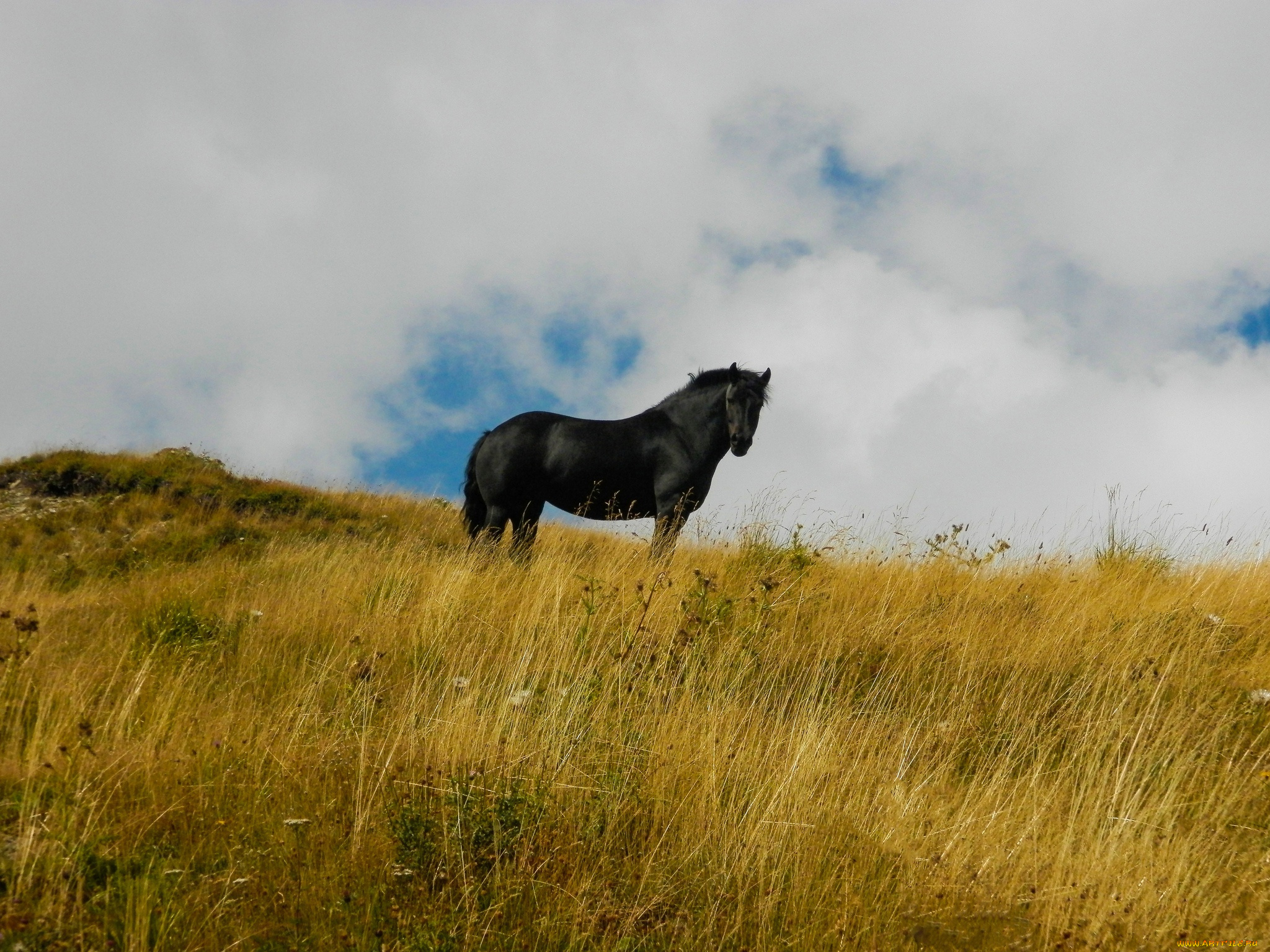 животные, лошади, фон, лошадь