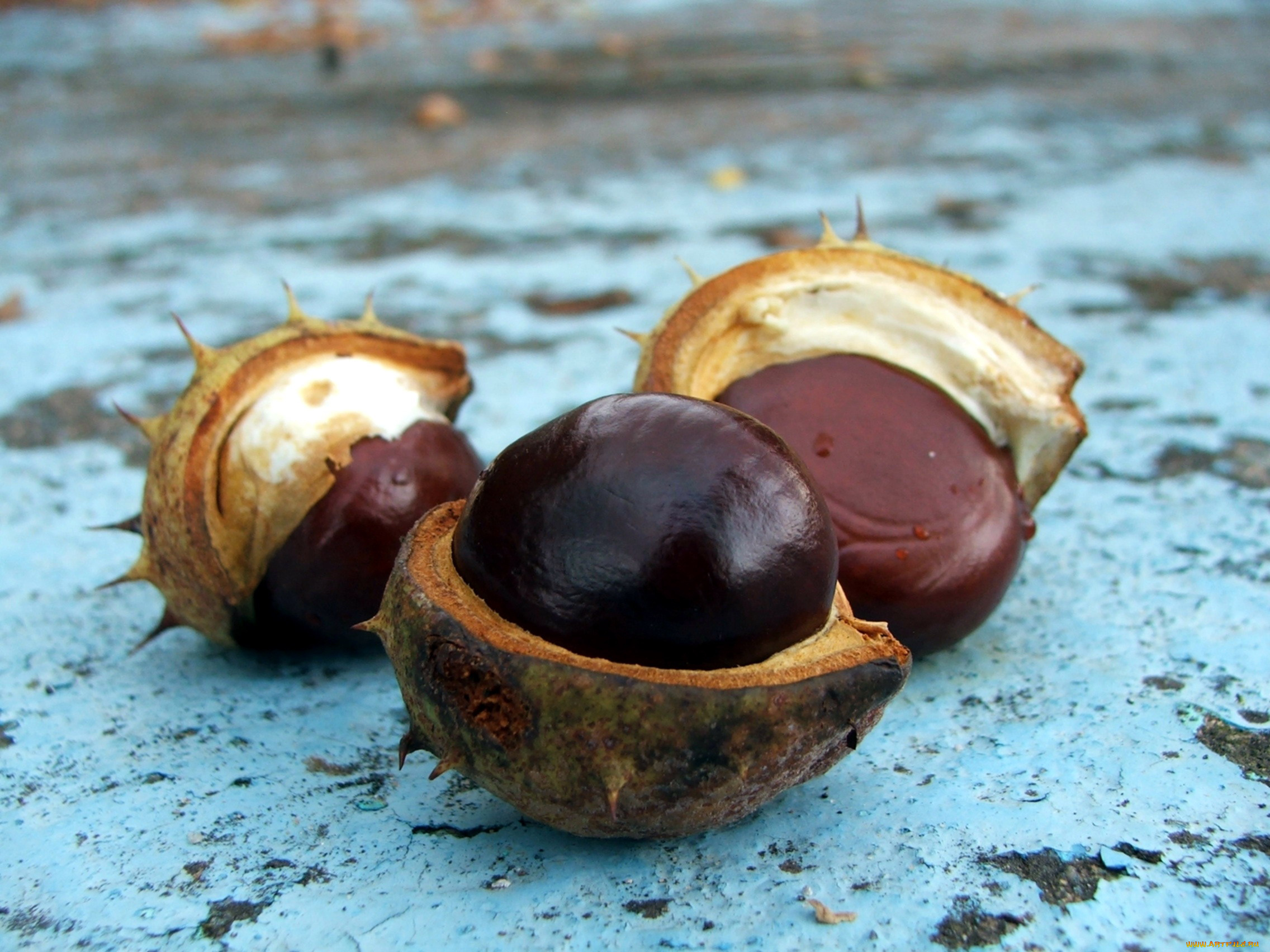 природа, шишки, , жёлуди, , каштаны, каштаны