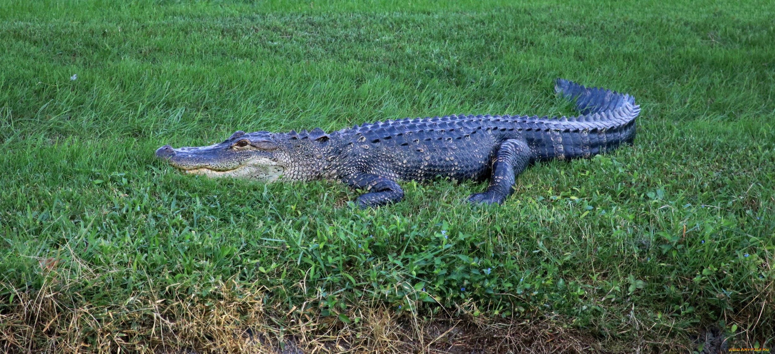 животные, крокодилы, челюсти
