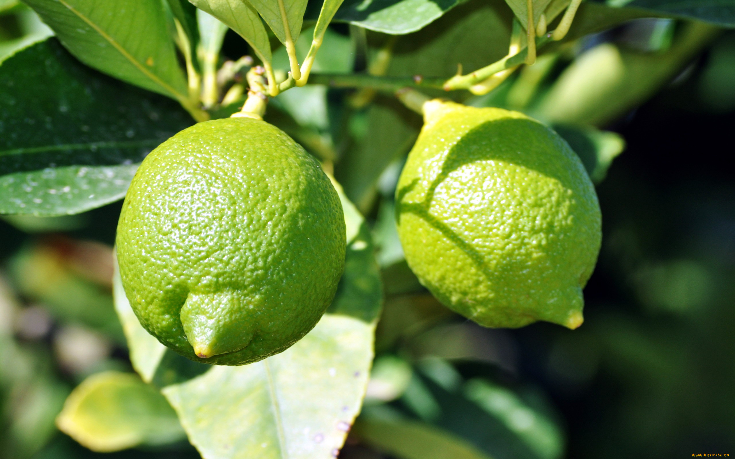 природа, плоды, лаймы